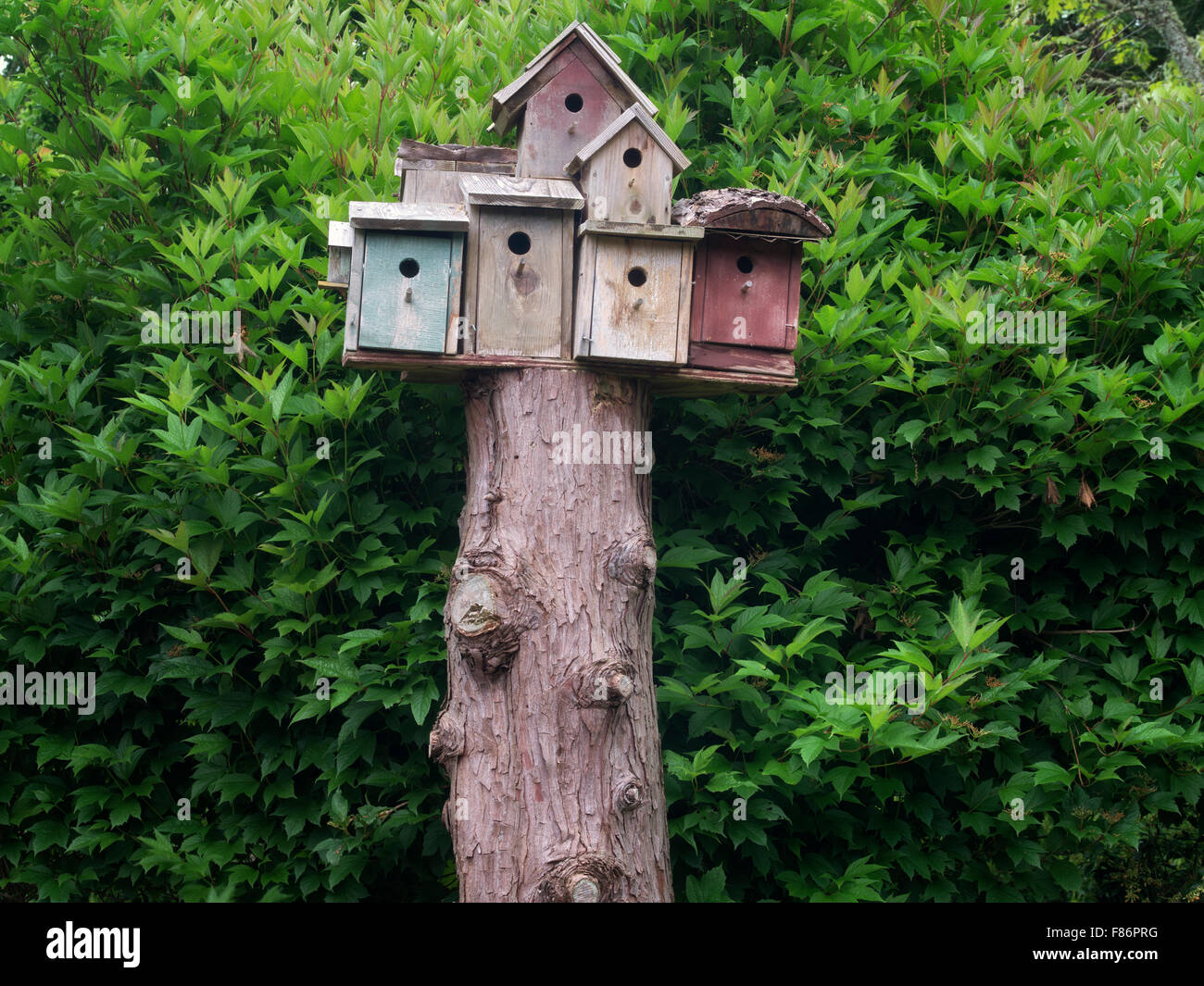 Maisons d'oiseaux. Le jardin de l'Oregon. Silverton, Oregon Banque D'Images