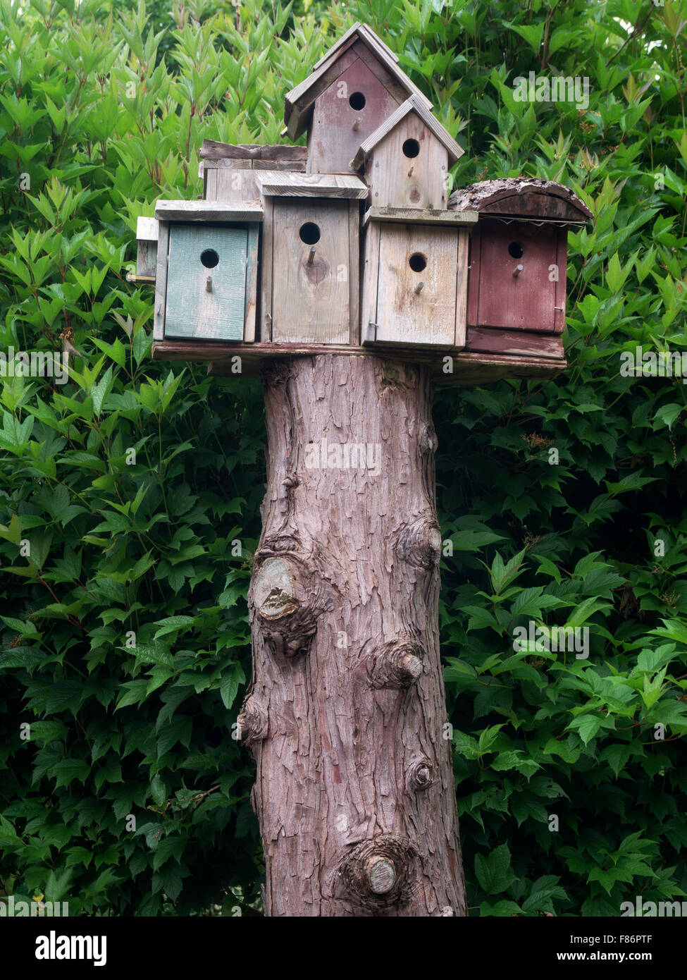 Maisons d'oiseaux. Le jardin de l'Oregon. Silverton, Oregon Banque D'Images