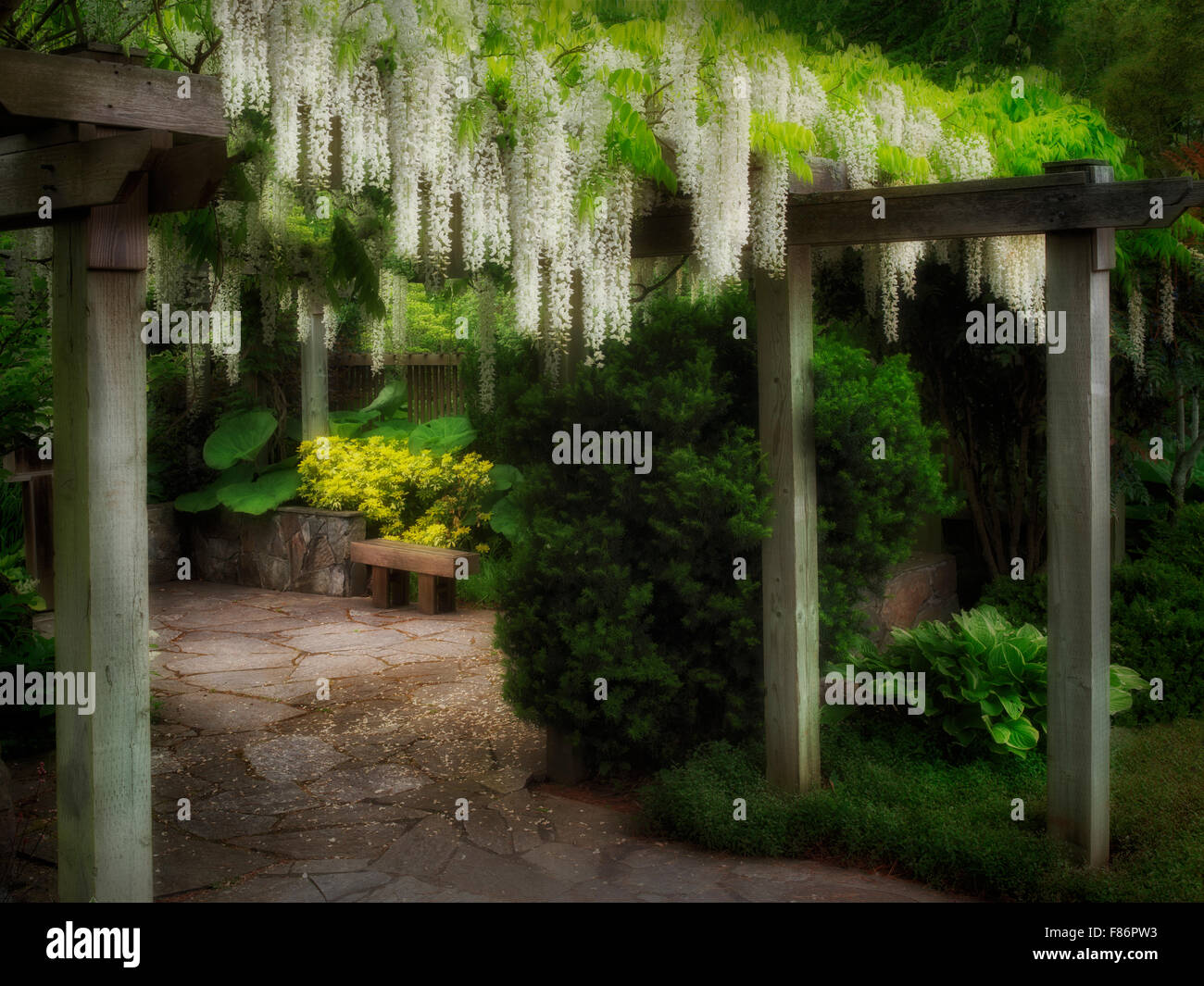 Wisteria trellis. Le jardin de l'Oregon. Silverton, Oregon Banque D'Images