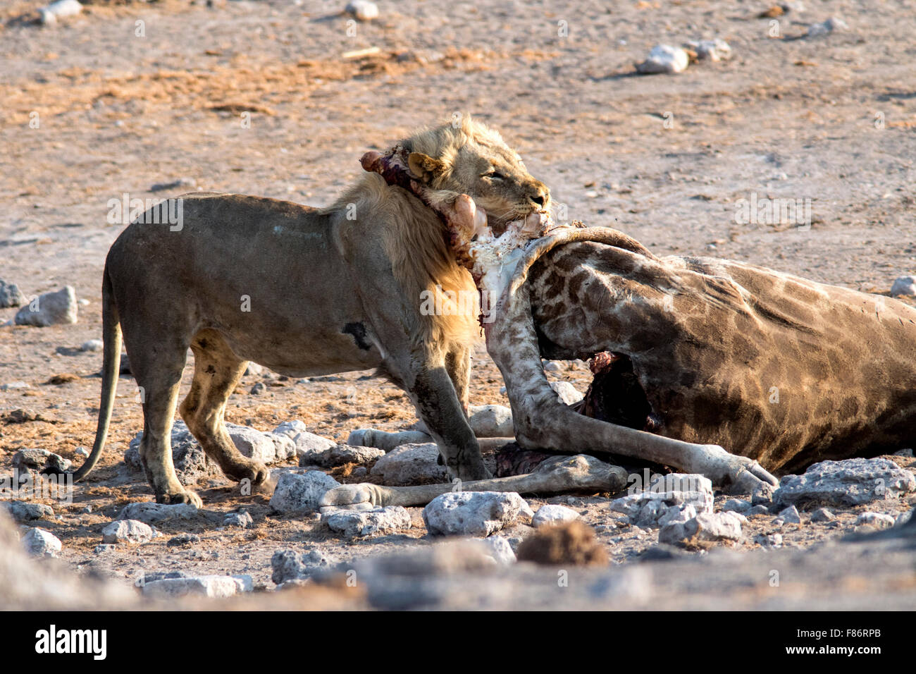 L'African Lion (Panthera leo) girafe manger tuer - Etosha National Park, Namibie, Afrique Banque D'Images
