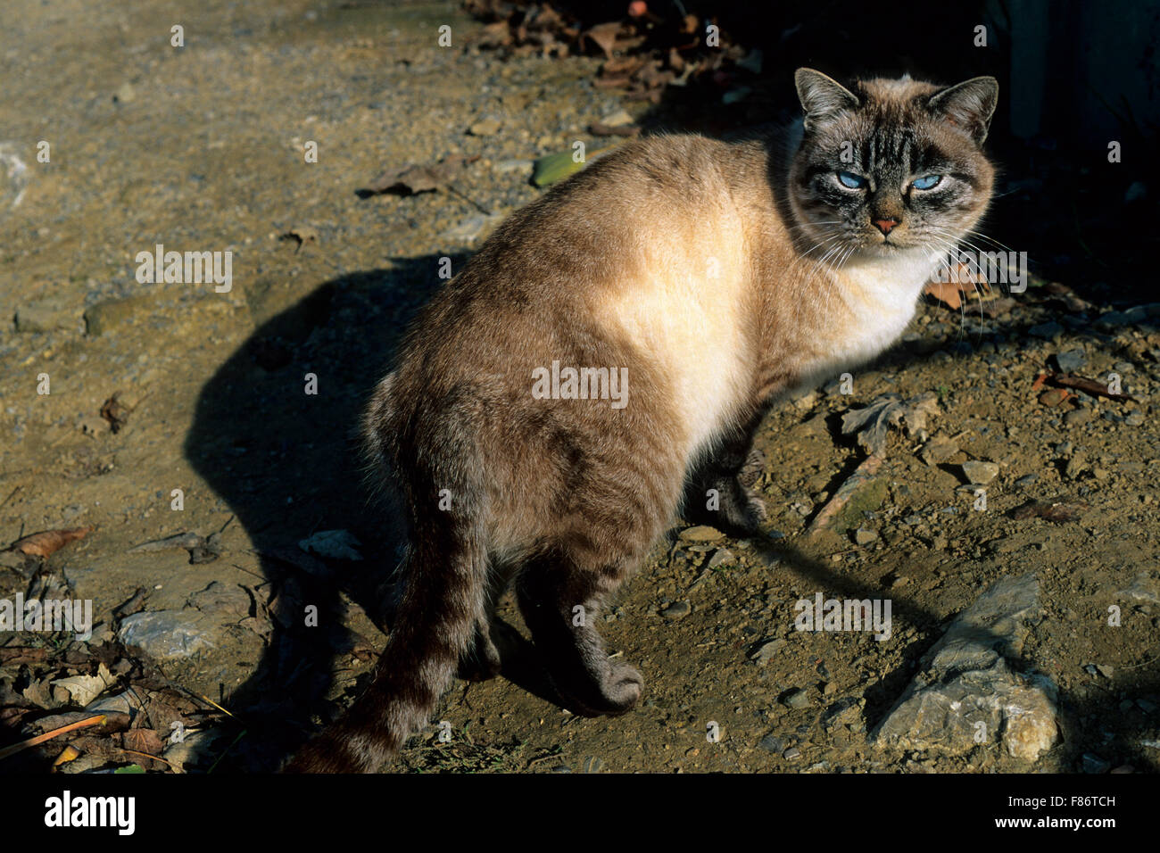 Chat domestique (Felis catus) aux yeux bleus Banque D'Images