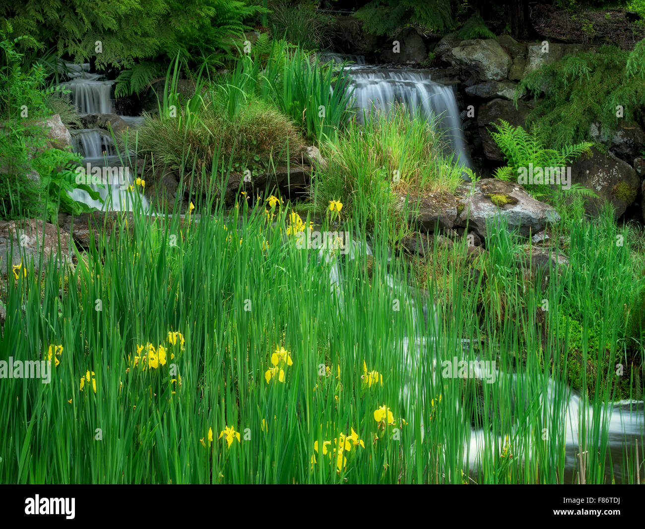 Iris et cascade. Le jardin de l'Oregon. Silverton, Oregon Banque D'Images