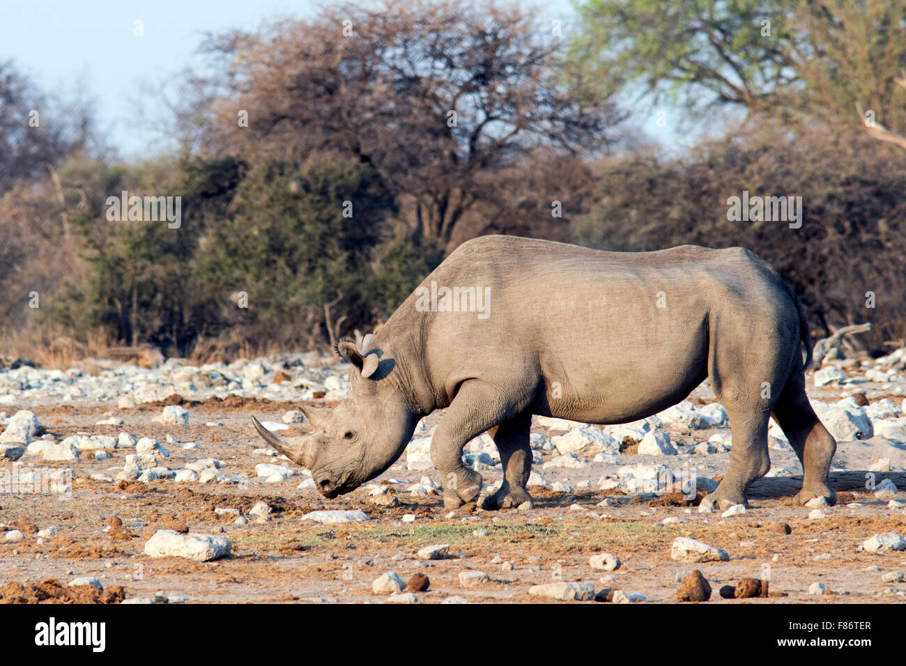 Le Rhinocéros noir (Diceros bicornis) à Klein Namutoni Waterhole - Etosha National Park, Namibie, Afrique Banque D'Images