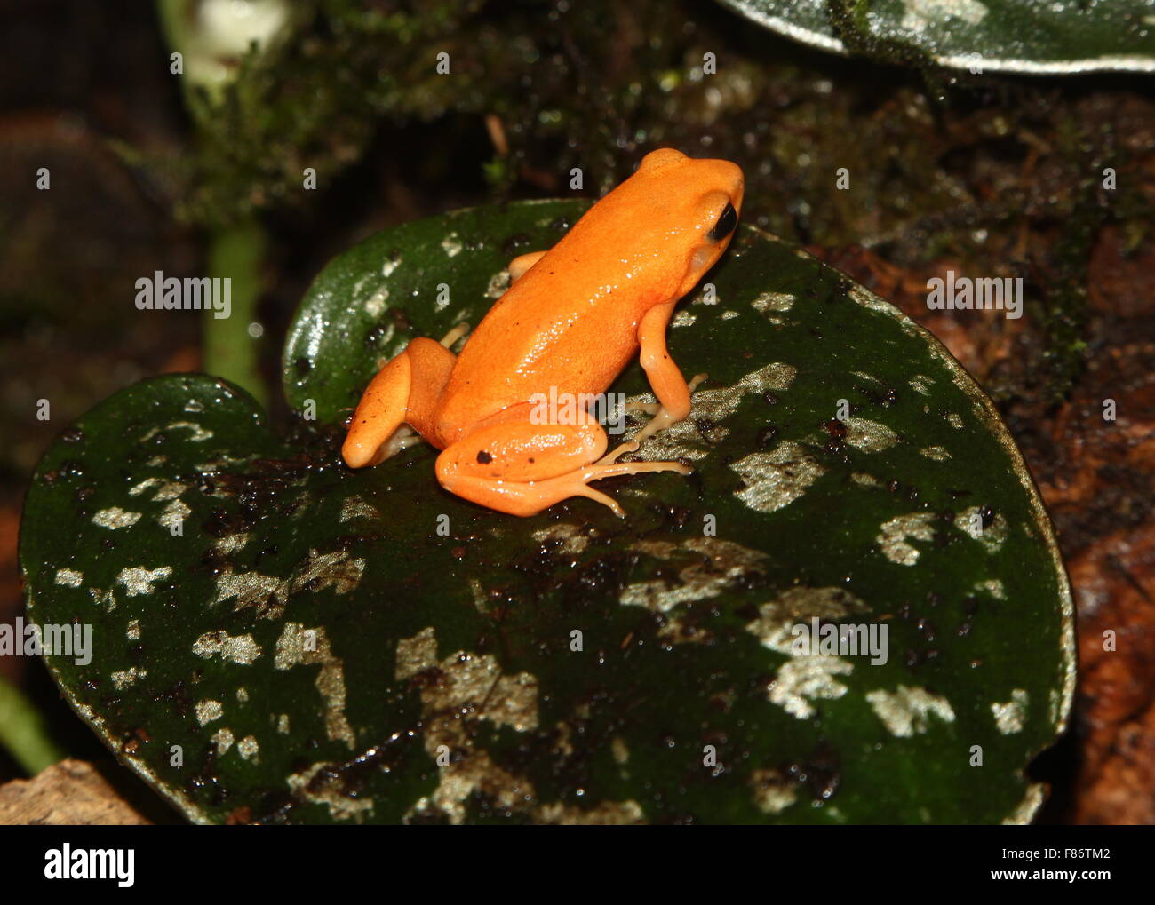 Disparition d'or grenouille Mantella malgache toxiques (Mantella aurantiaca) Banque D'Images