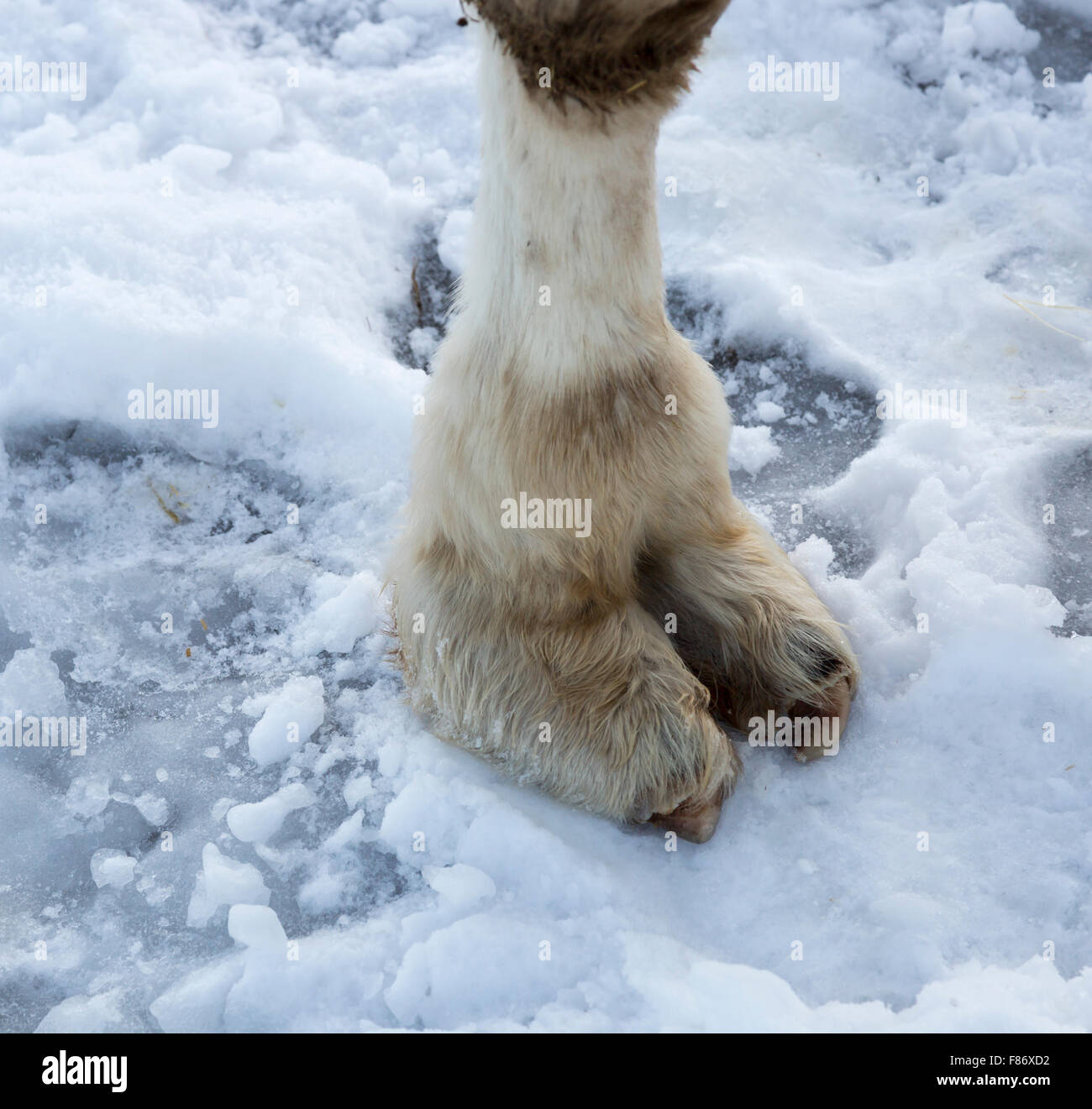Les chameaux blancs pied sur la neige Banque D'Images
