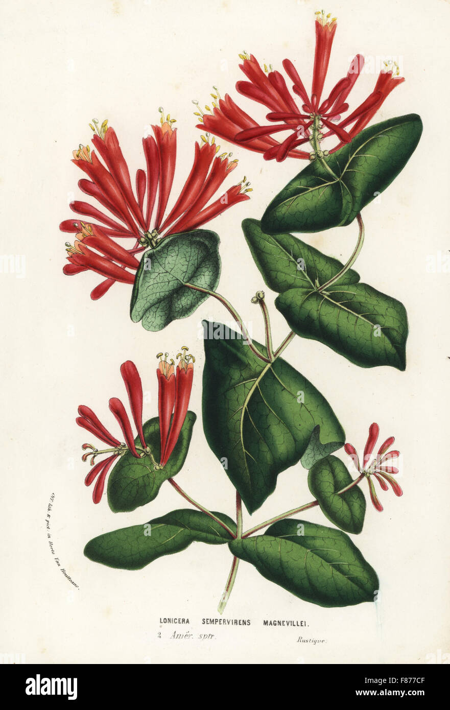 Coral chèvrefeuille ou le chèvrefeuille, Lonicera sempervirens. magnevillei Lithographie coloriée de Louis van Houtte et Charles Lemaire Fleurs des Jardins et serres de l'Europe, Flore des serres et des Jardins de l'Europe, Gand, Belgique, 1856. Banque D'Images