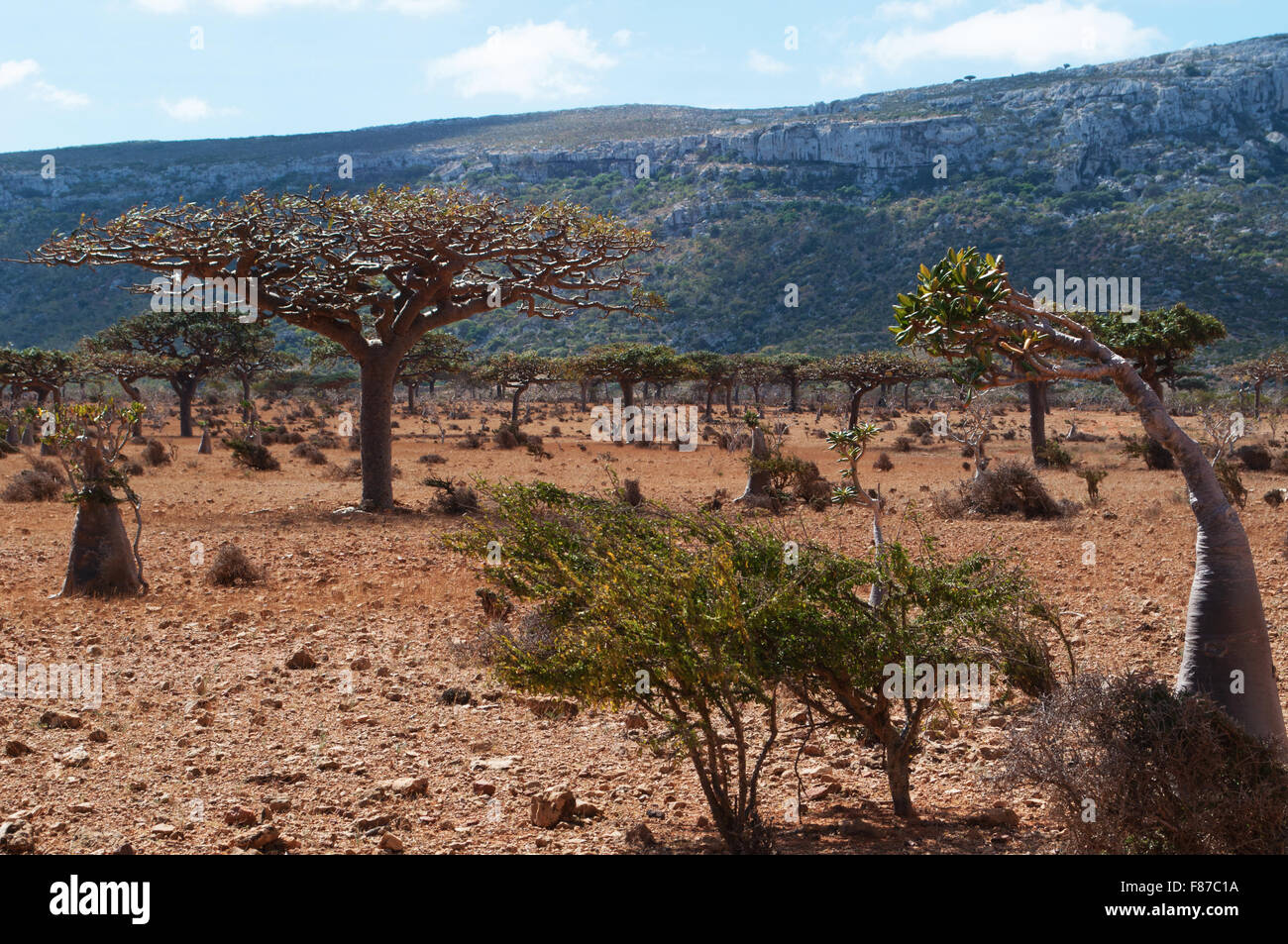 Plateau Homhil, Socotra, au Yémen, au Moyen-Orient : aperçu de la forêt arbres Sang Dragon, arbre endémique ainsi appelé en raison de sa sève rouge Banque D'Images