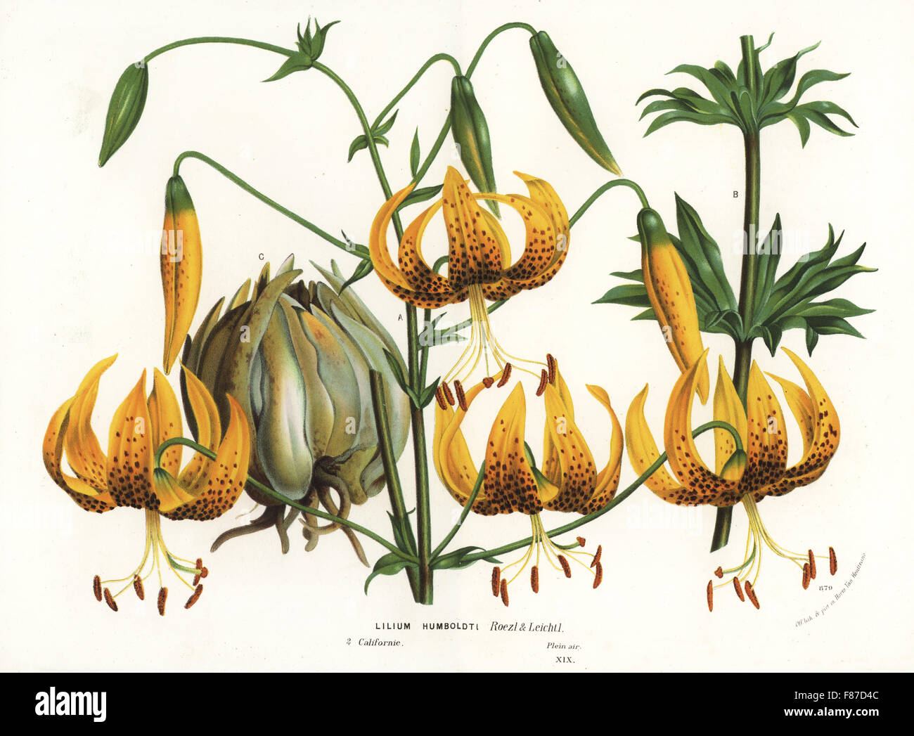 Humboldt's lily, Lilium humboldtii. Lithographie coloriée de Louis van Houtte et Charles Lemaire Fleurs des Jardins et serres de l'Europe, Flore des serres et des Jardins de l'Europe, Gand, Belgique, 1870. Banque D'Images