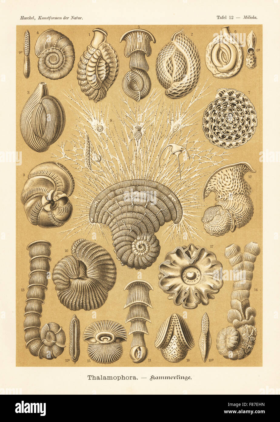 Thalamophora ou foraminifères protozoaires rampante, marine. Miliolinella fichteliana Quinqueloculina parkeri, Cornuspira Articulina, planorbes, sagra, Spiroloculina nitida, Borelis melo, Peneroplis planatus, Hauerina Hauerina circinata, basket-ball, Articulina Vertebralina mucronata, insignis, Pyrgo comata, Archaias angulatus, Marginopora Miliolina vertebralis et espèces. Chromolithographie par Adolf Glitsch à partir d'une illustration par Ernst Haeckel à partir de formes d'art dans la nature, Kunstformen der Natur, Leipzig, Allemagne, 1904. Banque D'Images