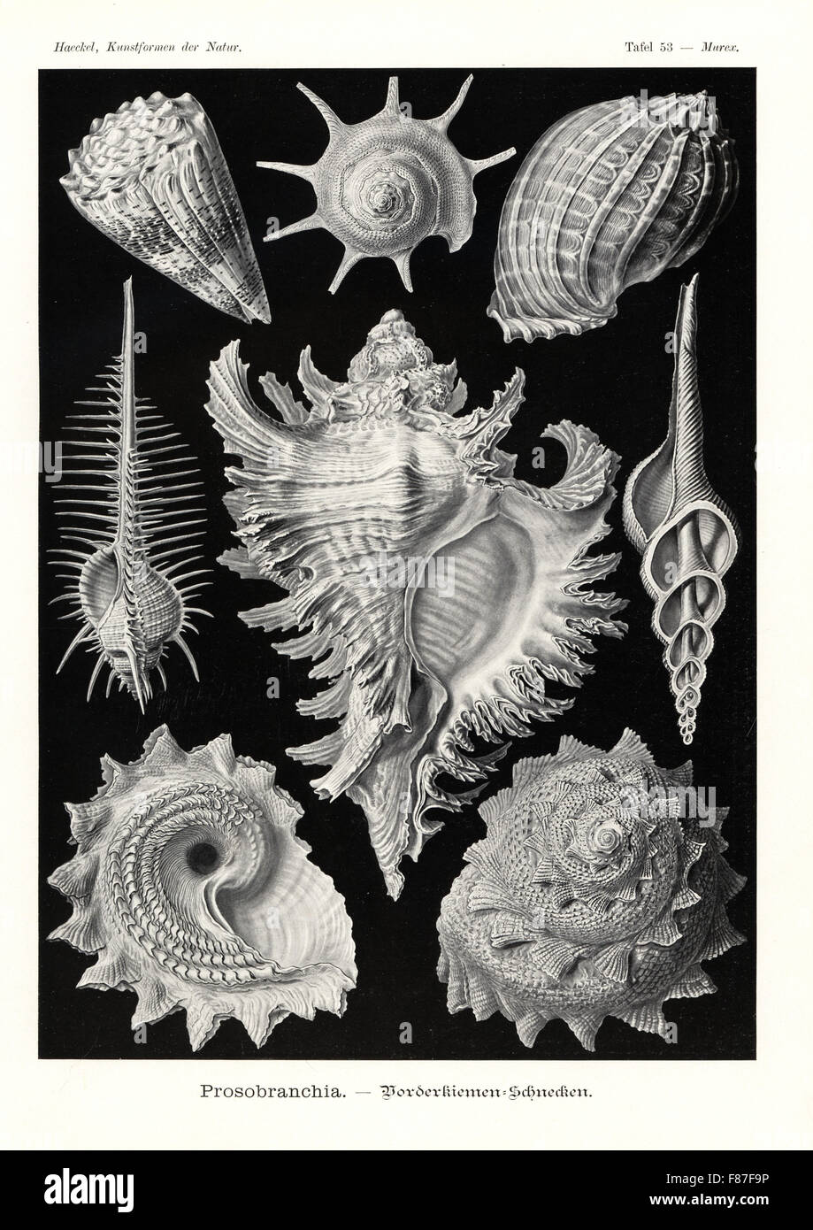 Coquilles d'escargots de mer : Prosobranchia star triomphante turban, Guildfordia triumphans 1, Imperial, cône Conus imperialis 2 Madras, harpe, Harpa davidis, Vénus 3 peigne, Murex pecten pecten 4, ramifiés, murex Chicoreus ramosus 5 quenouille, broche, Fusinus colus 6, et star sunburst turban, Astraea heliotropium 7,8. Chromolithographie par Adolf Glitsch à partir d'une illustration par Ernst Haeckel à partir de formes d'art dans la nature, Kunstformen der Natur, Leipzig, Allemagne, 1904. Banque D'Images