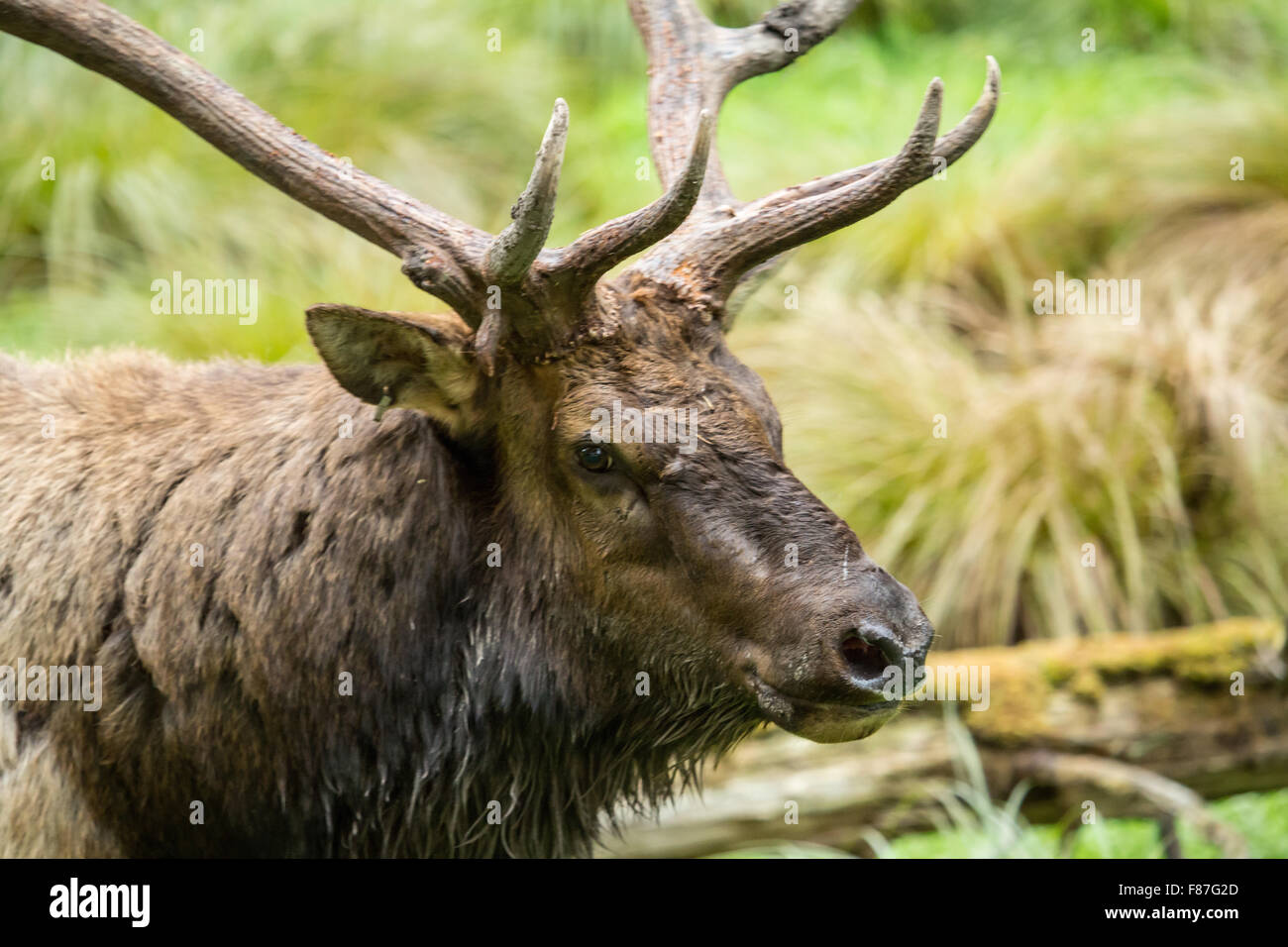 American Elk bull dans le nord-ouest de Trek Wildlife Park près de Washington, aux États-Unis, d'Eatonville Banque D'Images