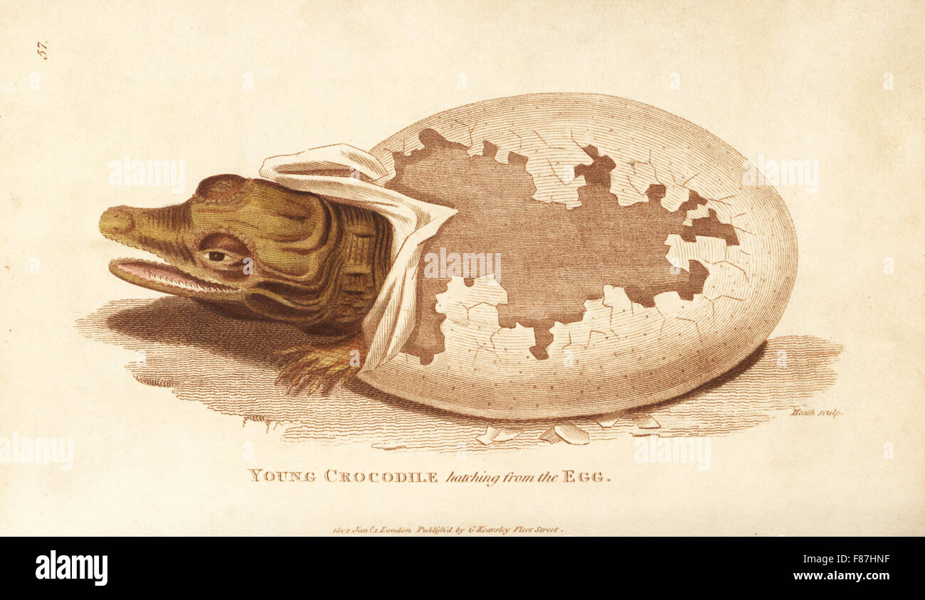 Les jeunes de l'oeuf à couver de crocodile, Crocodylus niloticus. La gravure sur cuivre coloriée par Heath après une illustration par George Shaw de son Général Zoologie, Amphibia, Londres, 1801. Banque D'Images