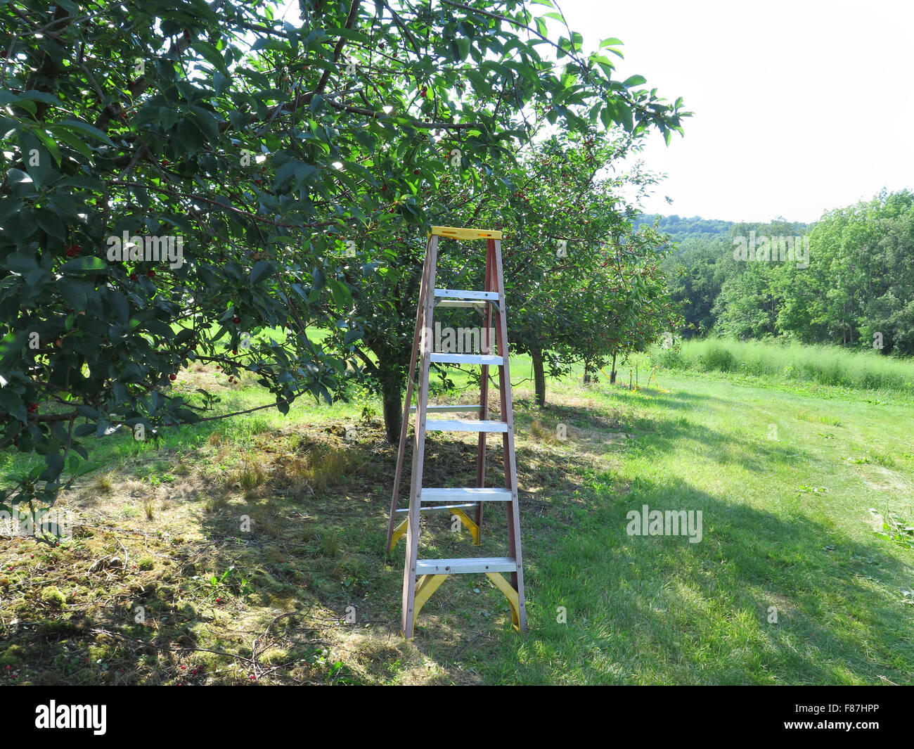 Les cerises mûrissent dans un verger autocueillette dans le Massachusetts Berkshires. Banque D'Images Les cerises mûrissent dans un verger autocueillette dans le Massachusetts Berkshires. Banque D'Images