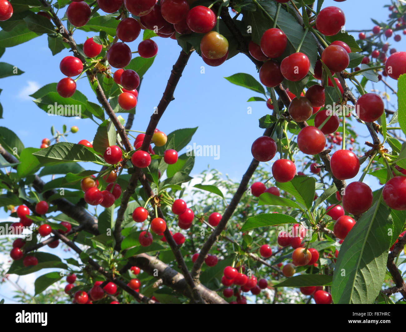 Les cerises mûrissent dans un verger autocueillette dans le Massachusetts Berkshires. Banque D'Images