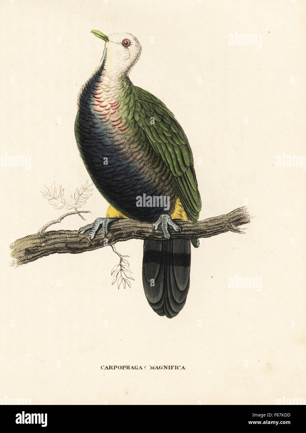 Ptilope Ptilinopus magnificus, colombe de fruits. (Magnifique pigeon, fruit Carpophaga magnifica.) Après une illustration par Edward Lear. Lithographie coloriée de Georg Friedrich Treitschke's Galerie d'histoire naturelle, des Thierreiches Naturhistorischer Bildersaal, Leipzig, 1840. Banque D'Images