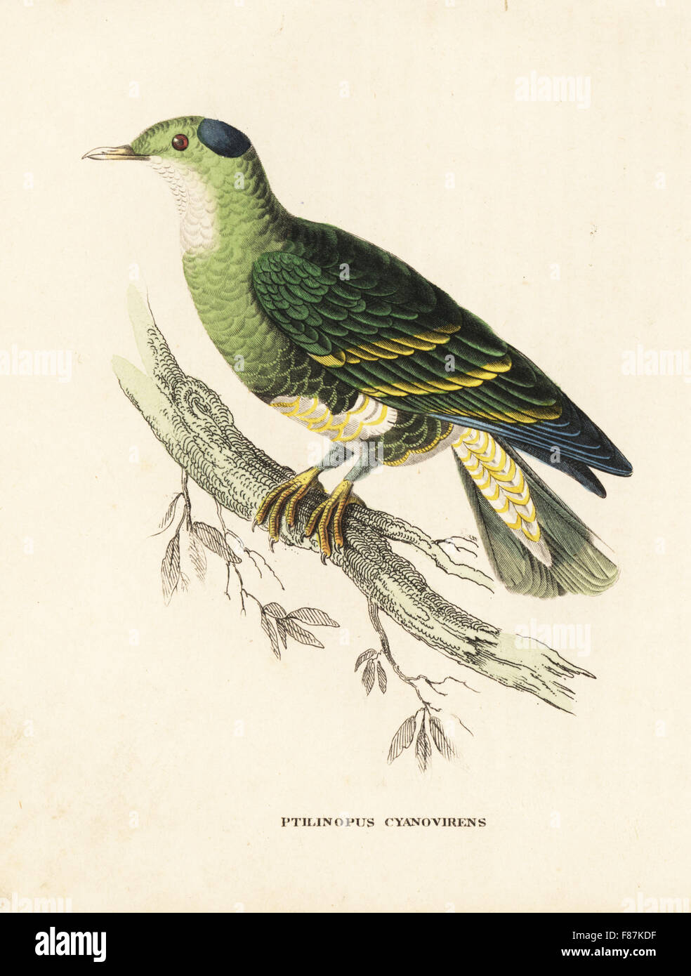 Bleu et vert ou turteline Manasope cyanovirens, Ptilinopus. Après une illustration par Edward Lear. Lithographie coloriée de Georg Friedrich Treitschke's Galerie d'histoire naturelle, des Thierreiches Naturhistorischer Bildersaal, Leipzig, 1840. Banque D'Images