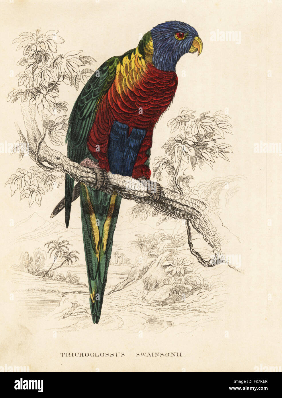 Rainbow lorikeet, Trichoglossus haematodus (Trichoglossus swainsonii). Après une illustration par Edward Lear. Lithographie coloriée de Georg Friedrich Treitschke's Galerie d'histoire naturelle, des Thierreiches Naturhistorischer Bildersaal, Leipzig, 1840. Banque D'Images