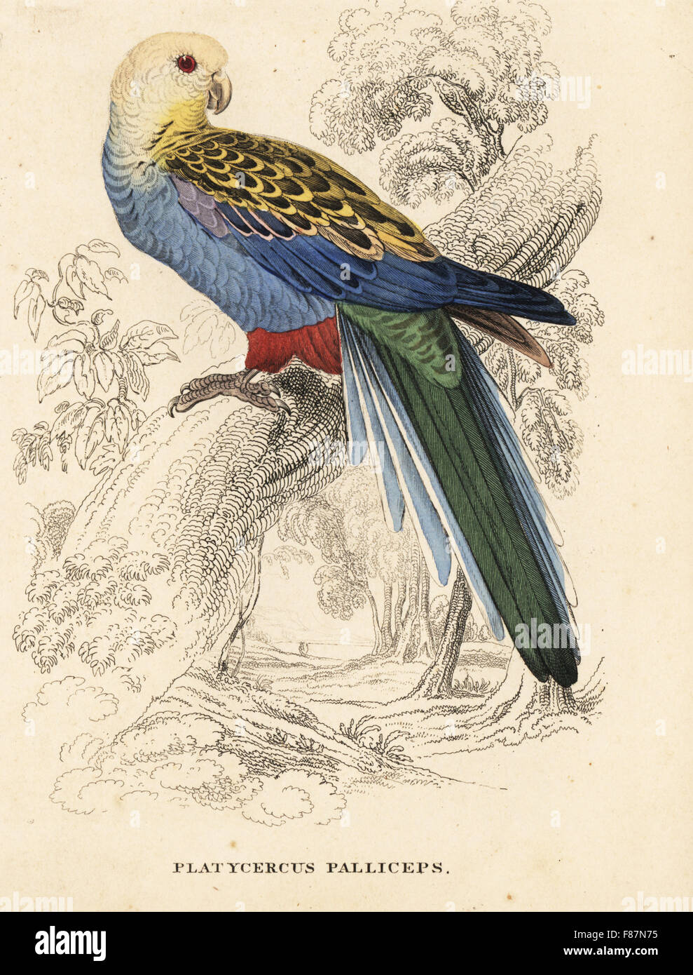 À tête pâle Platycercus adscitus palliceps, rosella Platycercus (palliceps). Gravure coloriée après une illustration par Edward Lear de Georg Friedrich Treitschke's Galerie d'histoire naturelle, des Thierreiches Naturhistorischer Bildersaal, Leipzig, 1842. Banque D'Images