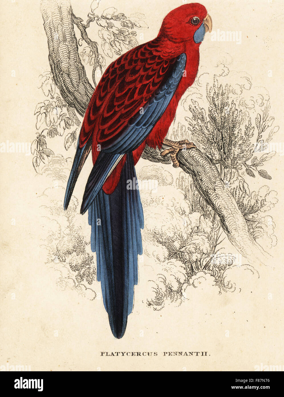 Crimson Rosella, Platycercus elegans (Pennantian-large queue, Platycercus pennantii). Gravure coloriée après une illustration par Edward Lear de Georg Friedrich Treitschke's Galerie d'histoire naturelle, des Thierreiches Naturhistorischer Bildersaal, Leipzig, 1842. Banque D'Images