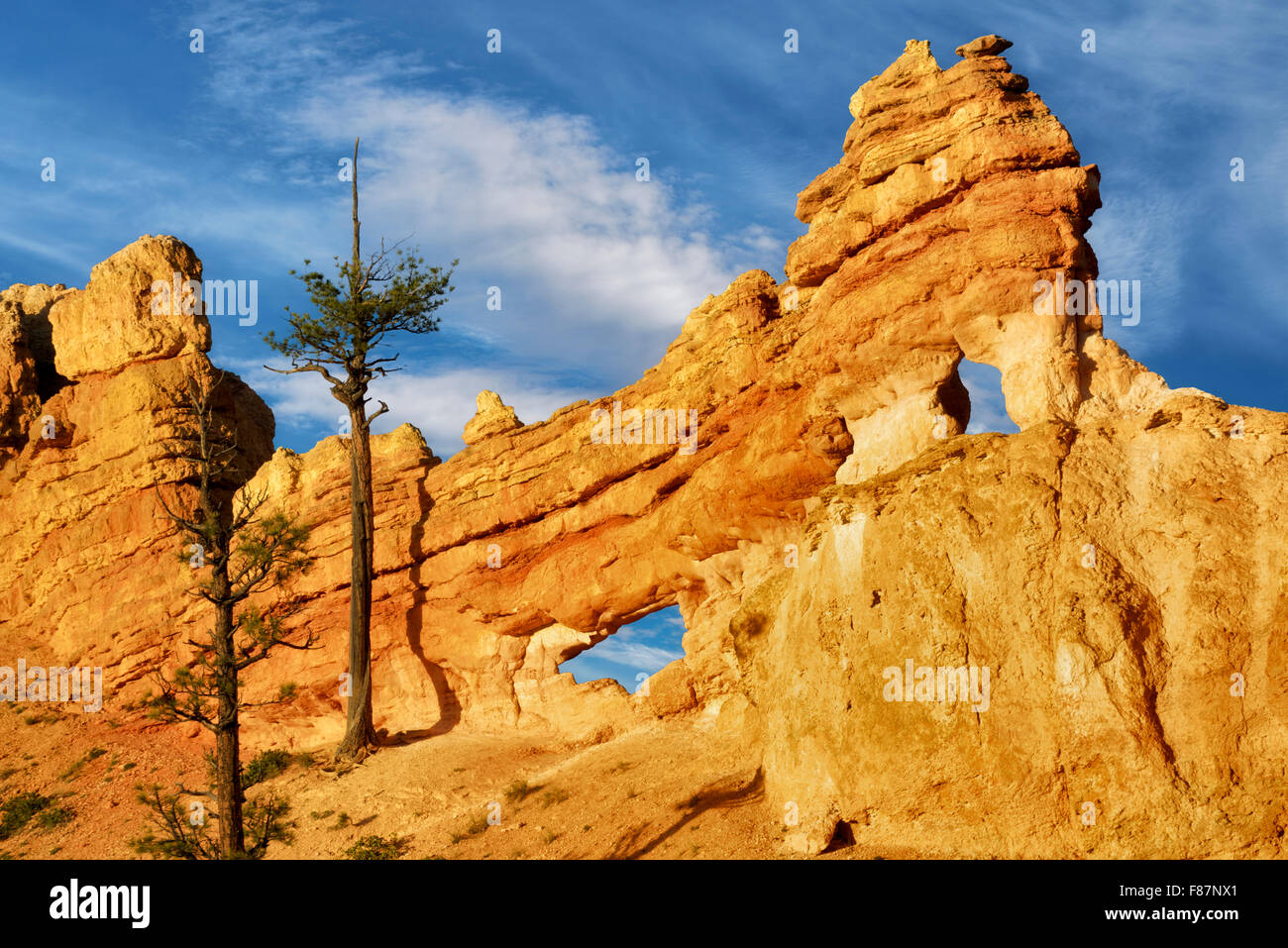 Arches de roche avec des arbres. Bryce National Park, Utah Banque D'Images