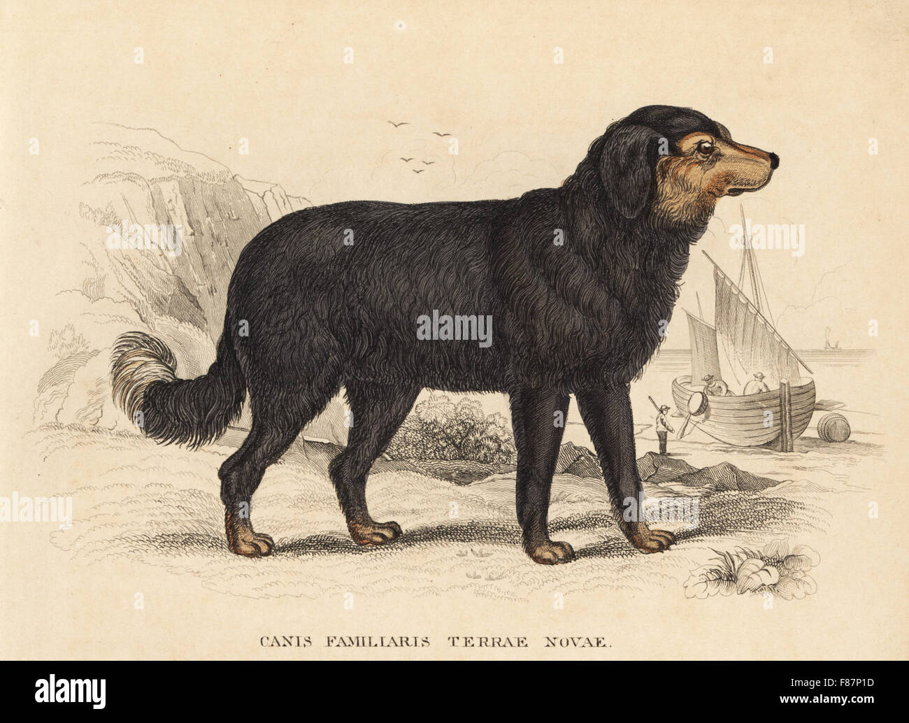 Terre-neuve chien, Canis lupus familiaris (Canis familiaris Terrae Novae). Après une illustration par James Stewart. Lithographie coloriée de Georg Friedrich Treitschke's Galerie d'histoire naturelle, des Thierreiches Naturhistorischer Bildersaal, Leipzig, 1842. Banque D'Images