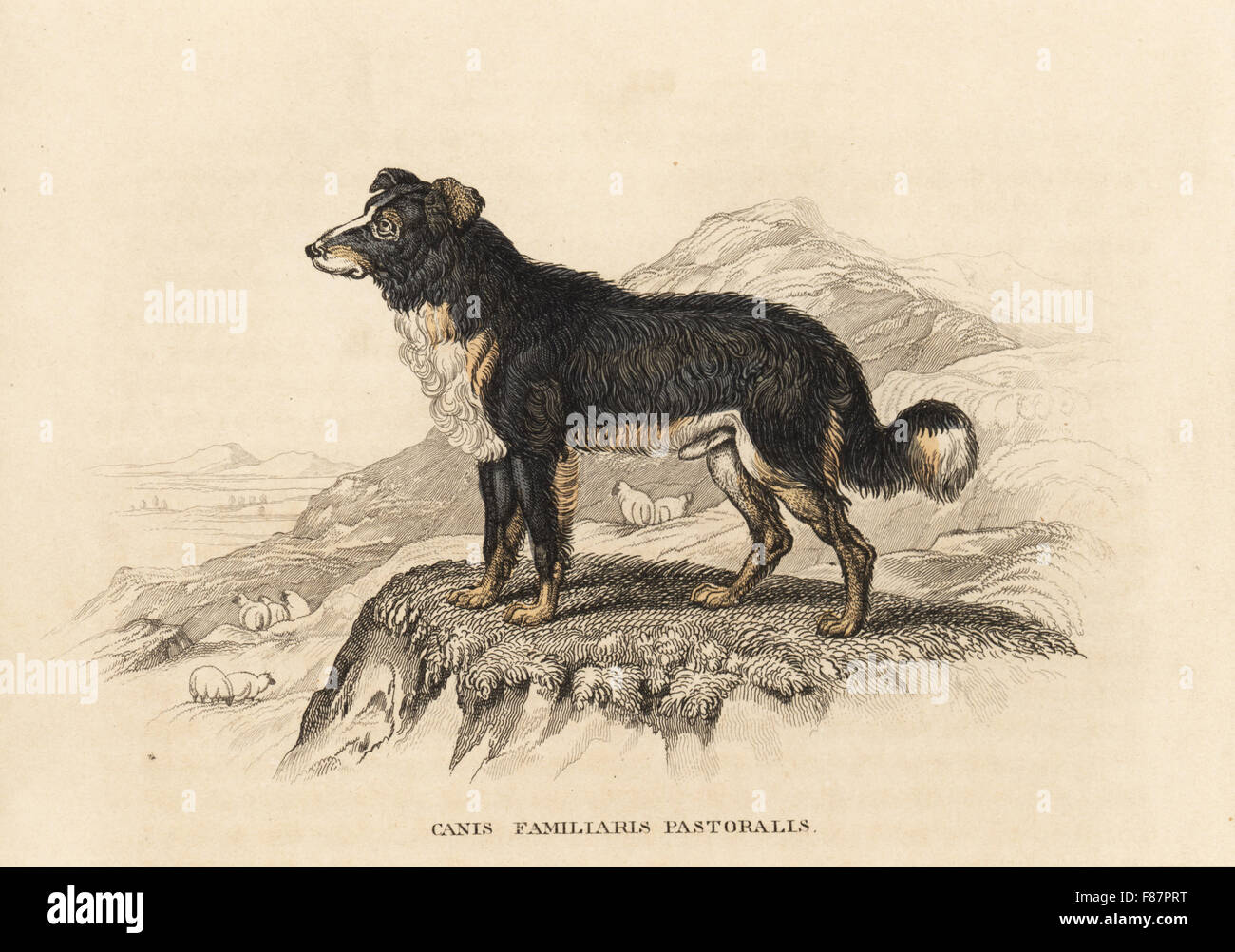 Berger, Canis lupus familiaris (Canis familiaris pastoralis). Lithographie coloriée de Georg Friedrich Treitschke's Galerie d'histoire naturelle, des Thierreiches Naturhistorischer Bildersaal, Leipzig, 1842. Banque D'Images
