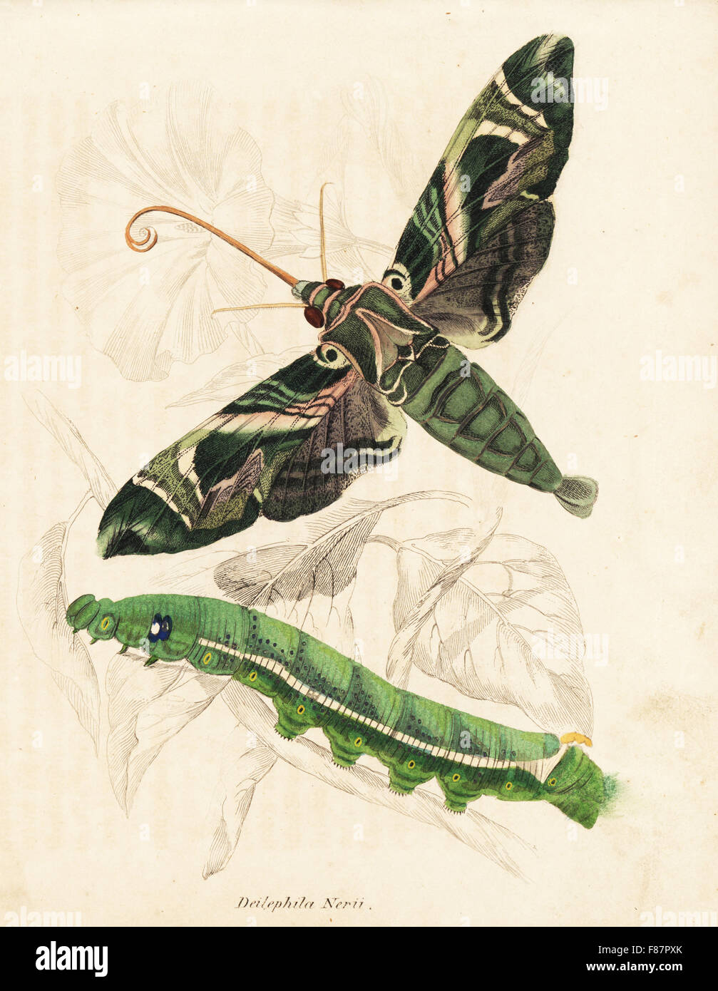 Sphynx oléandre ou vert armée d'amphibien, Daphnis nerii (Deilephila nerii). Gravure coloriée de Georg Friedrich Treitschke's Galerie d'histoire naturelle, des Thierreiches Naturhistorischer Bildersaal, Leipzig, 1842. Banque D'Images