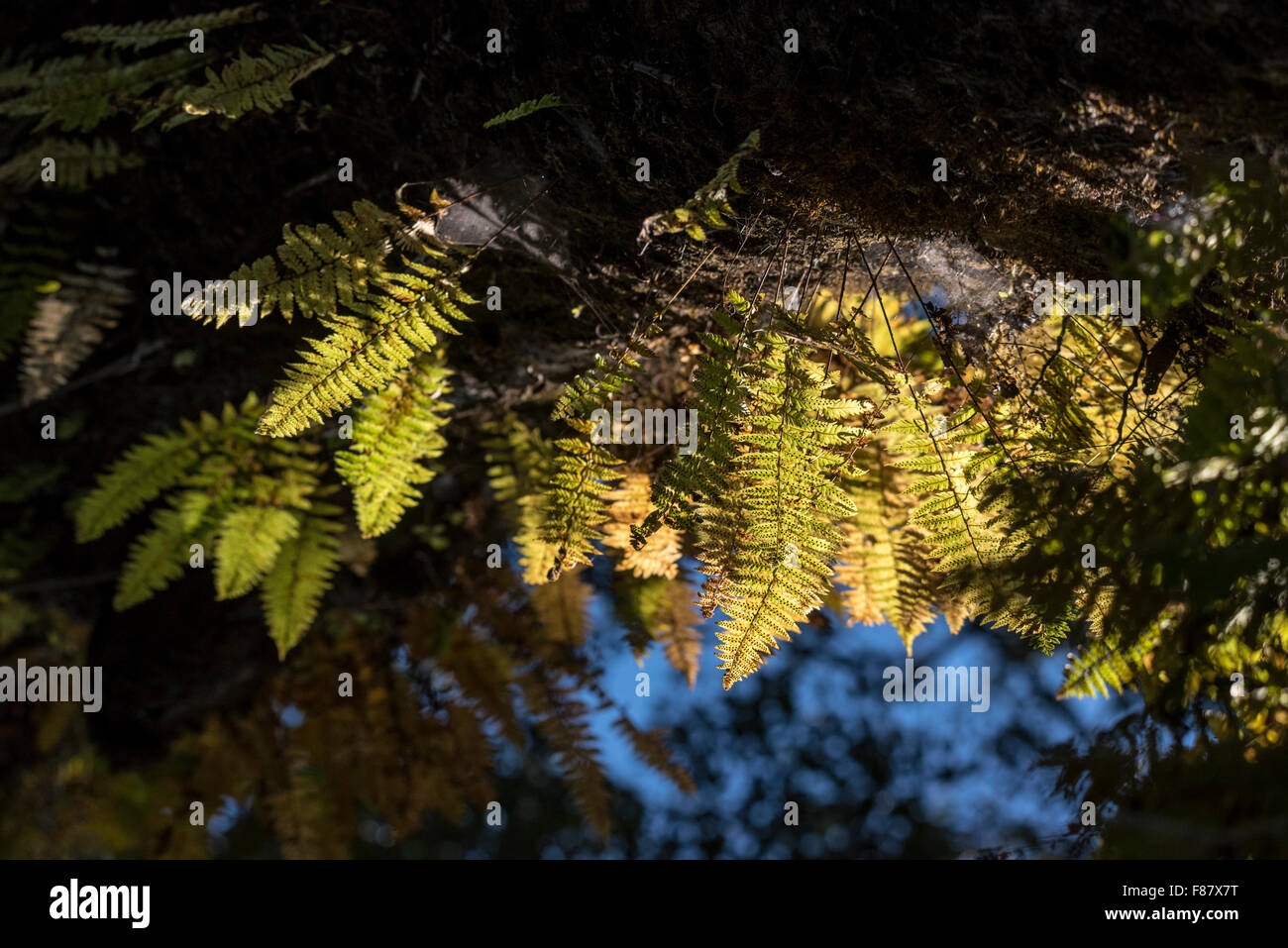 Fougères épiphytes poussant sur une branche d'arbre dans la forêt Harenna, montagnes de balle, de l'Éthiopie Banque D'Images