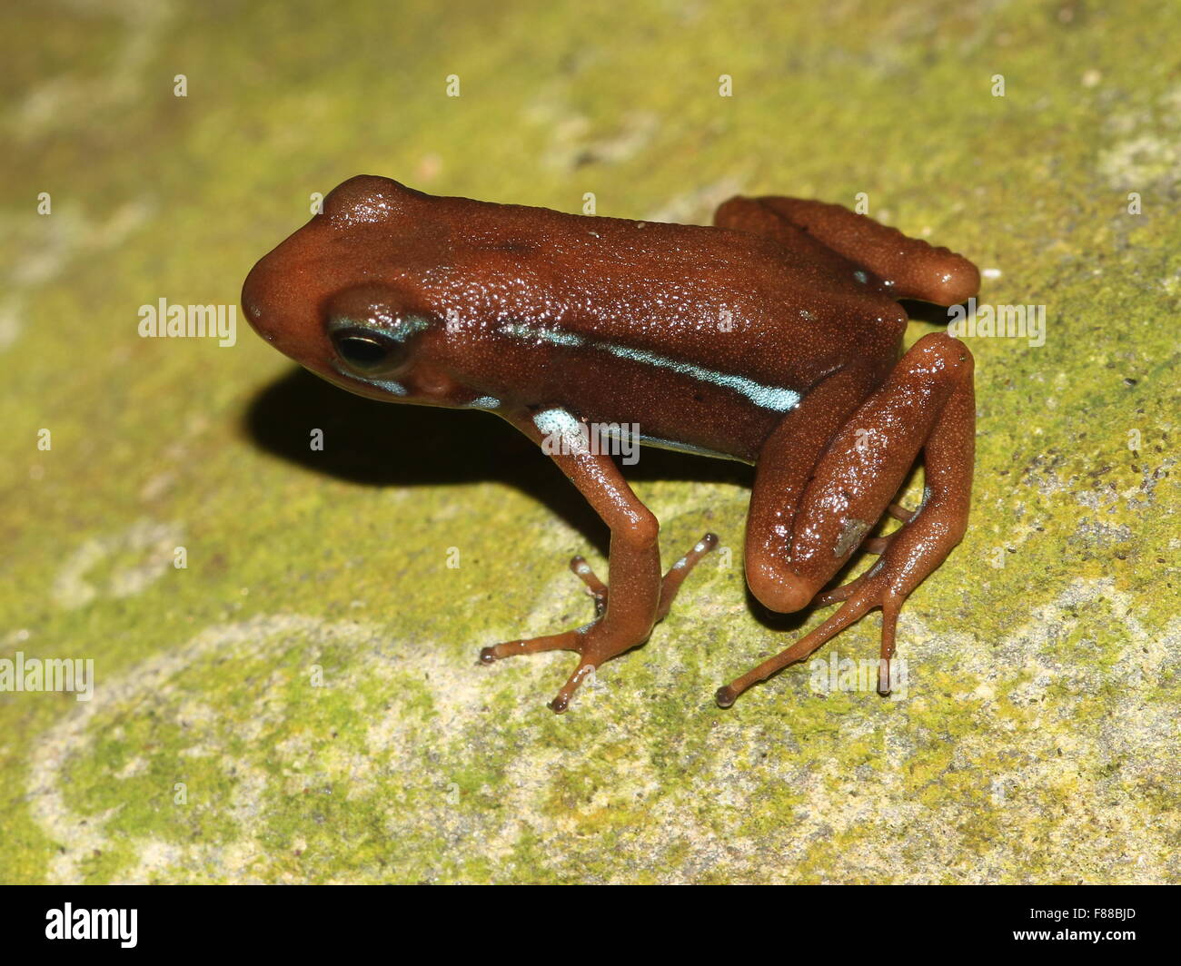 Brown variété de l'Anthony's poison arrow frog (Epipedobates anthonyi), originaire de l'Équateur et le Pérou Banque D'Images