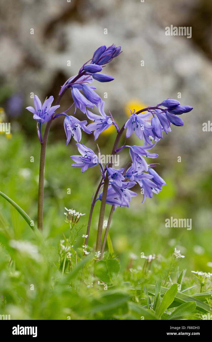 Bluebell, Hyacinthoides hispanica espagnol, avec des anthères bleu ; montagnes, le sud-ouest de l'Espagne. Banque D'Images