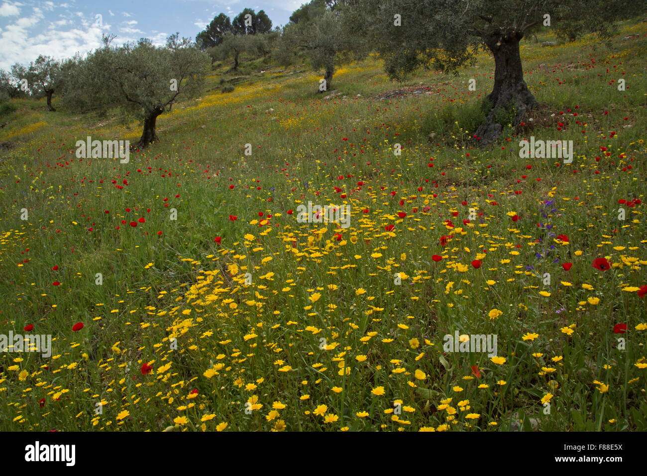 Olive Grove fleuri avec Coleostephus myconis tagètes, méditerranéens, et coquelicots, près de Ronda, au sud-ouest de l'Espagne. Banque D'Images