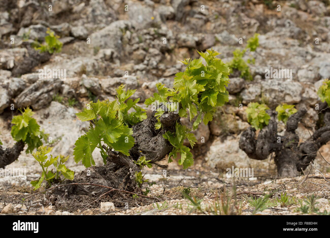 Raisins entrée en feuilles au printemps. Le sud de l'Espagne. Banque D'Images