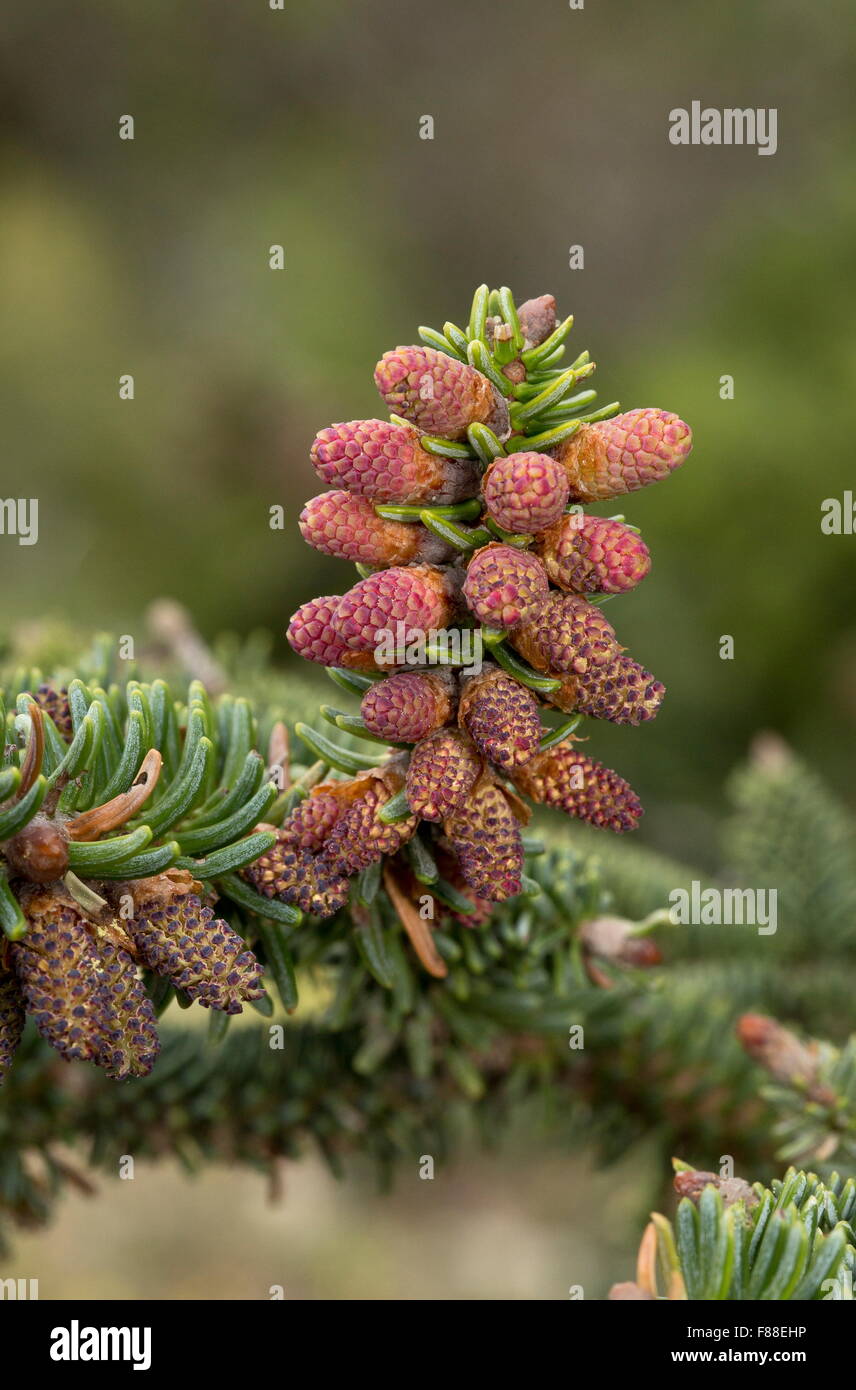 Sapin pectiné, Abies pinsapo, les cônes mâles au printemps. La Sierra de las Nieves, Espagne. Banque D'Images