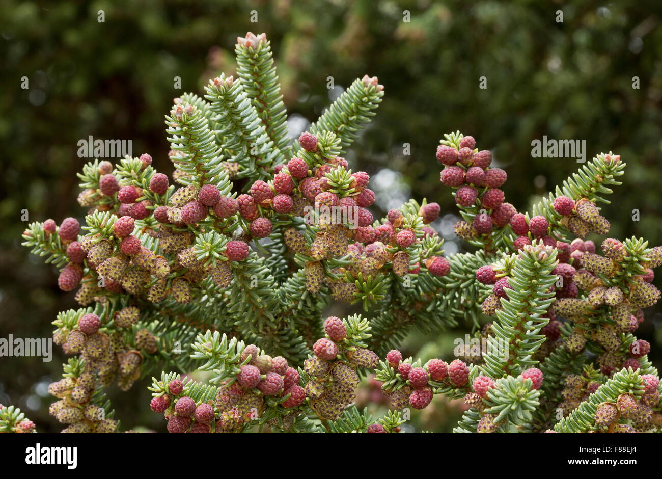 Sapin pectiné, Abies pinsapo, les cônes mâles au printemps. La Sierra de las Nieves, Espagne. Banque D'Images