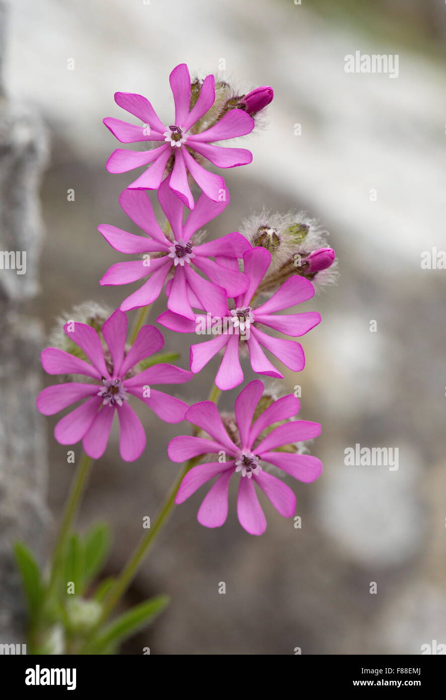 Silène rose, Silene colorata en fleurs en oliveraie, Espagne. Banque D'Images