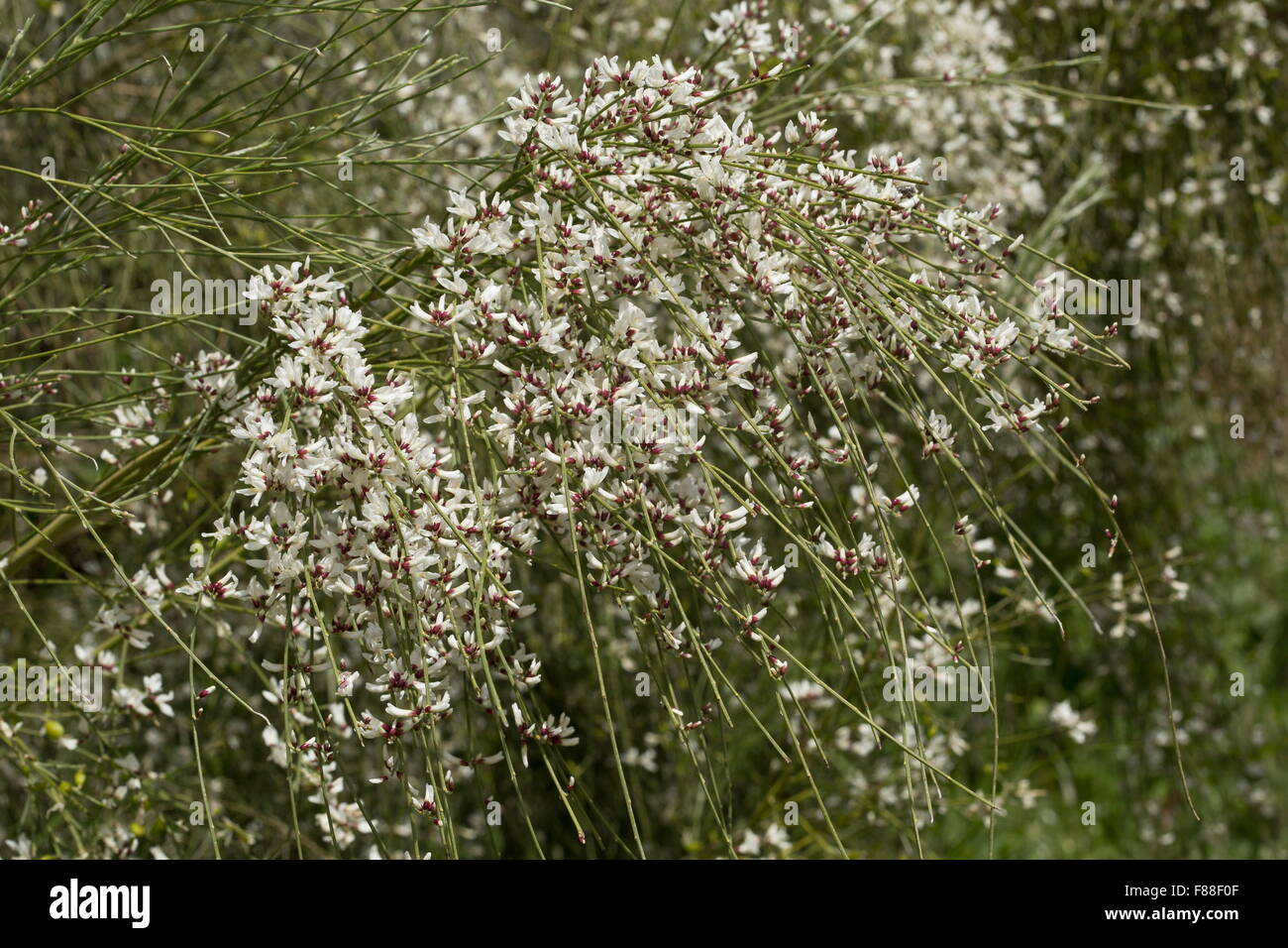 Balai de Bridal Veil, Retama monosperma, ,en pleine floraison. sud-ouest de l'Espagne. Espèces envahissantes ailleurs. Banque D'Images