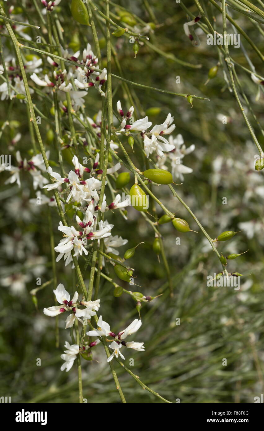Balai de Bridal Veil, Retama monosperma, ,en pleine floraison. sud-ouest de l'Espagne. Espèces envahissantes ailleurs. Banque D'Images