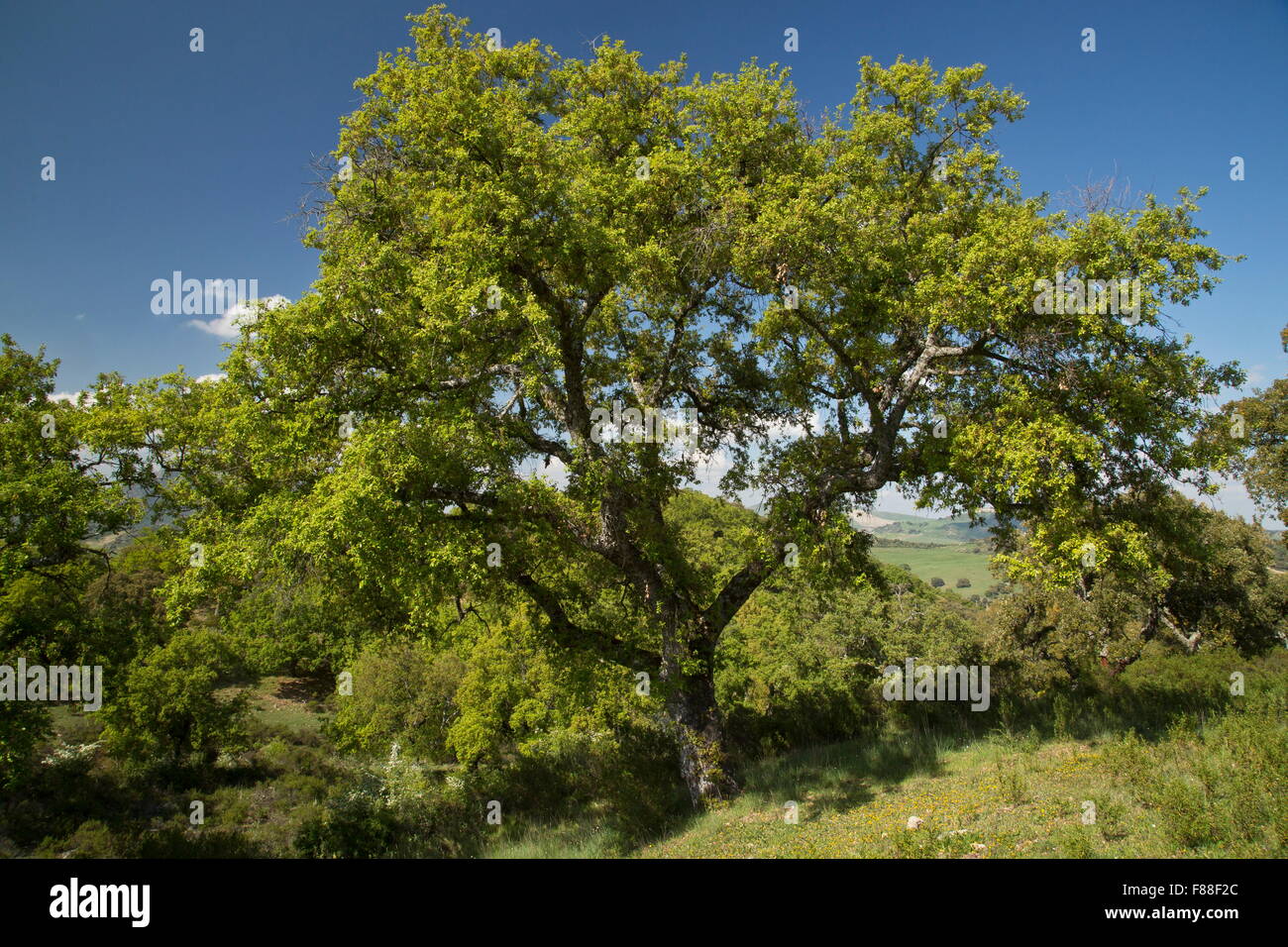 Oaks algérien, Quercus canariensis en fleur, dans le vieux dehesa, Sierra de Grazalema, dans le sud-ouest de l'Espagne. Banque D'Images
