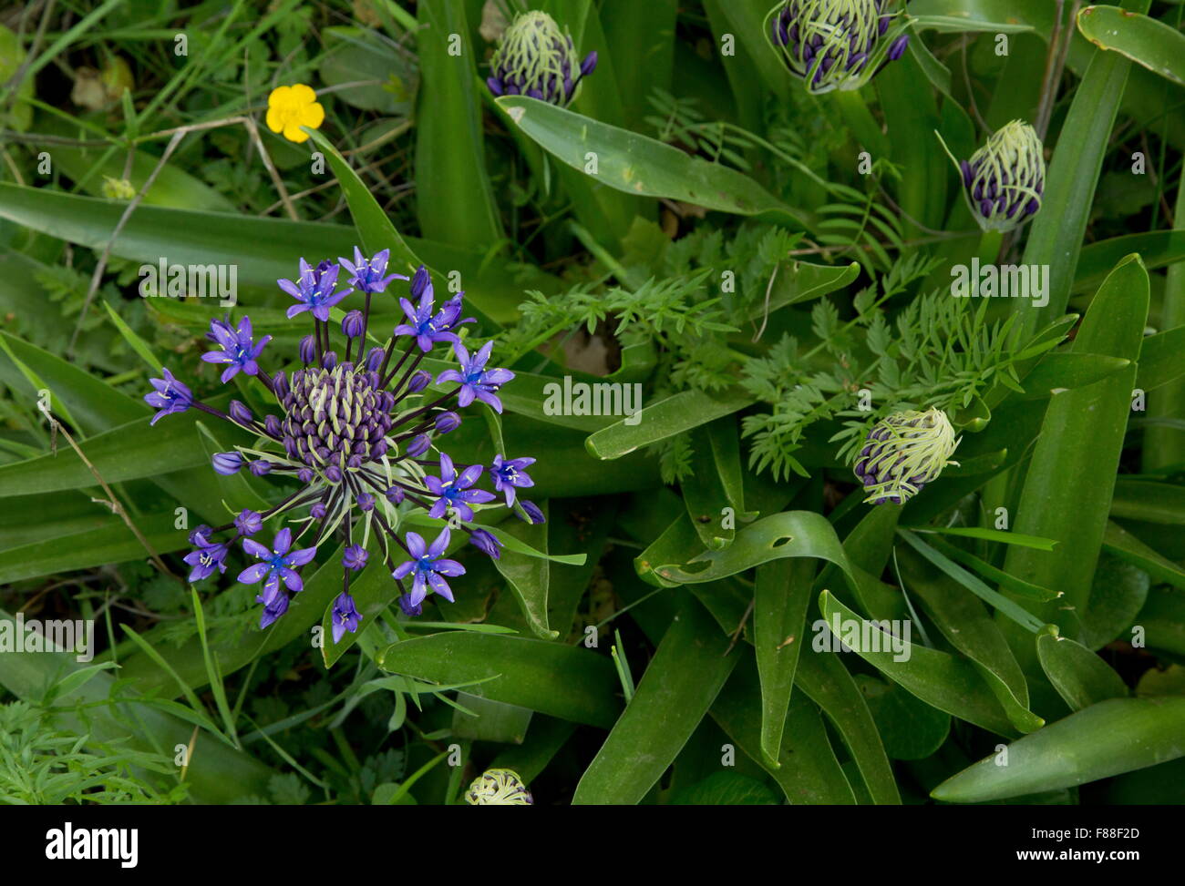Squill Scilla peruviana Pérou Espagne ampoule Banque D'Images