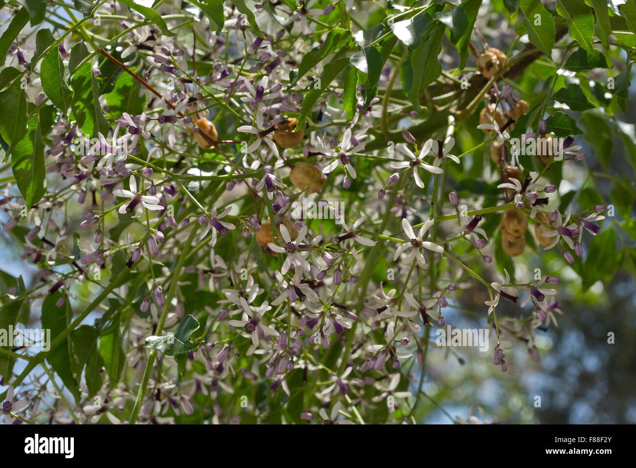 Arbre généalogique cordon indien ou persane, Melia azederach lilas en fleurs et fruits. Banque D'Images