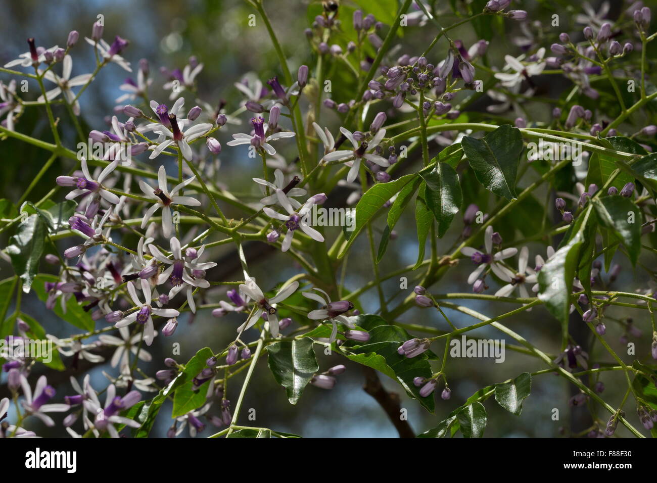Arbre généalogique cordon indien ou persane, Melia azederach lilas en fleur. Banque D'Images