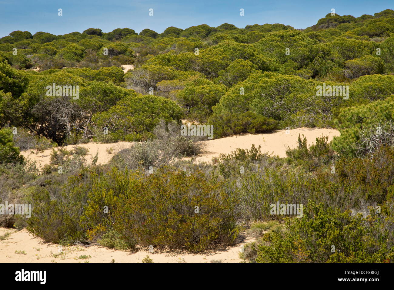 Dunes de sable végétalisées avec parapluie, forêt de pins, à la Cuesta de Donana, Maneli, Espagne. Banque D'Images