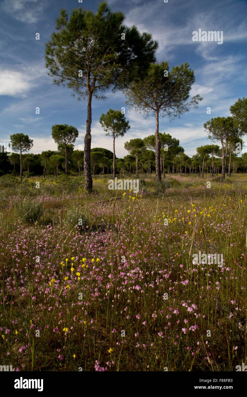 Forêt de pins parasol ouvert sur les dunes de sable, avec des masses de repos à Harrow, Ononis baetica var donensis. Le sud-ouest de l'Espagne. Banque D'Images