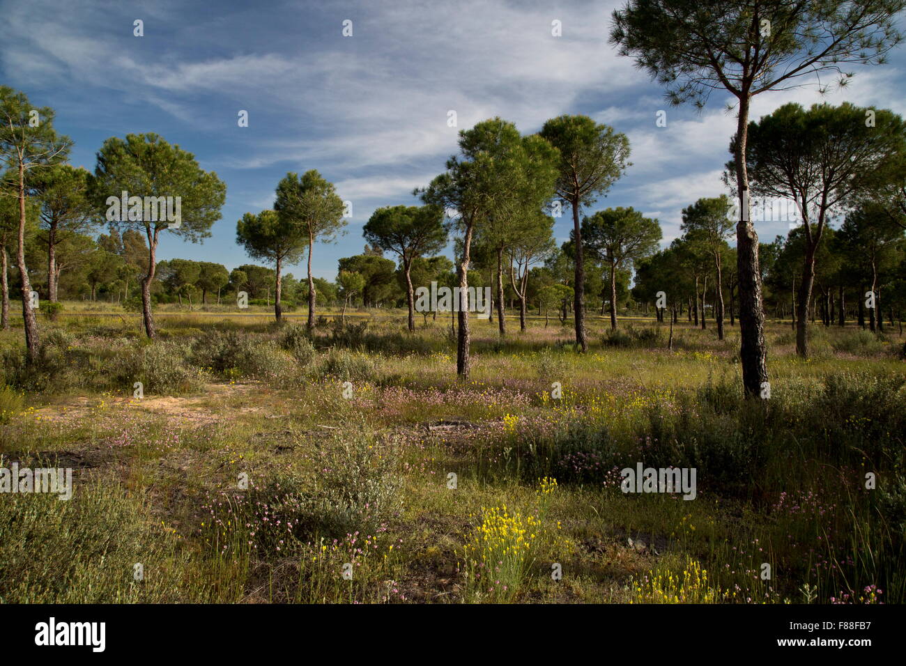 Forêt de pins parasol ouvert sur les dunes de sable, au sud-ouest de l'Espagne. Banque D'Images