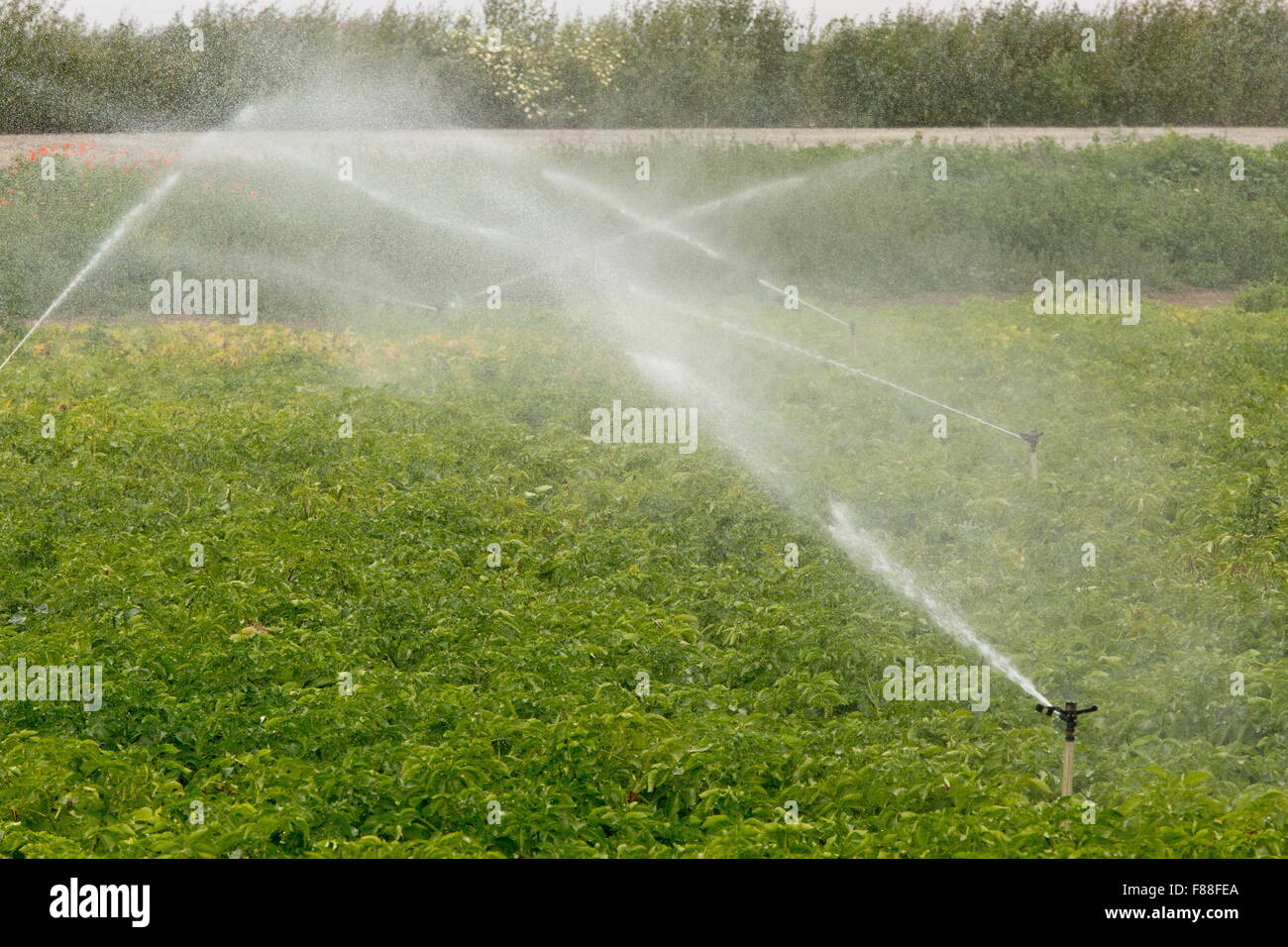 L'irrigation des cultures de pommes de terre sur un terrain adjacent au parc national de Coto Donana. SW l'Espagne. Banque D'Images