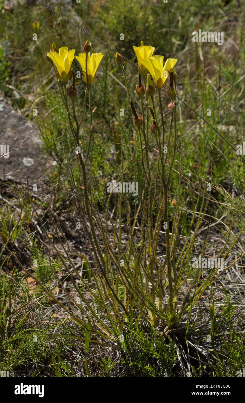 Le rossolis portugais ou de rosée, Drosophyllum lusitanicum Pin - rare plante insectivore, le sud-ouest de l'Espagne. Banque D'Images