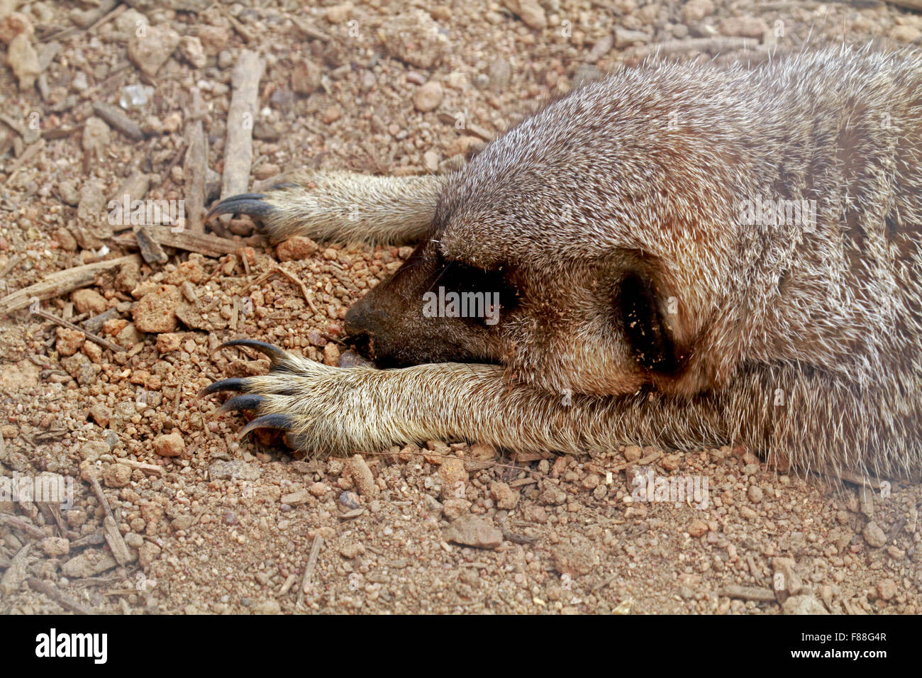 Un coin couchage ou suricates suricate (Suricata suricatta) à la maison de la faune Girafe Awareness Centre, Afrique du Sud. Banque D'Images