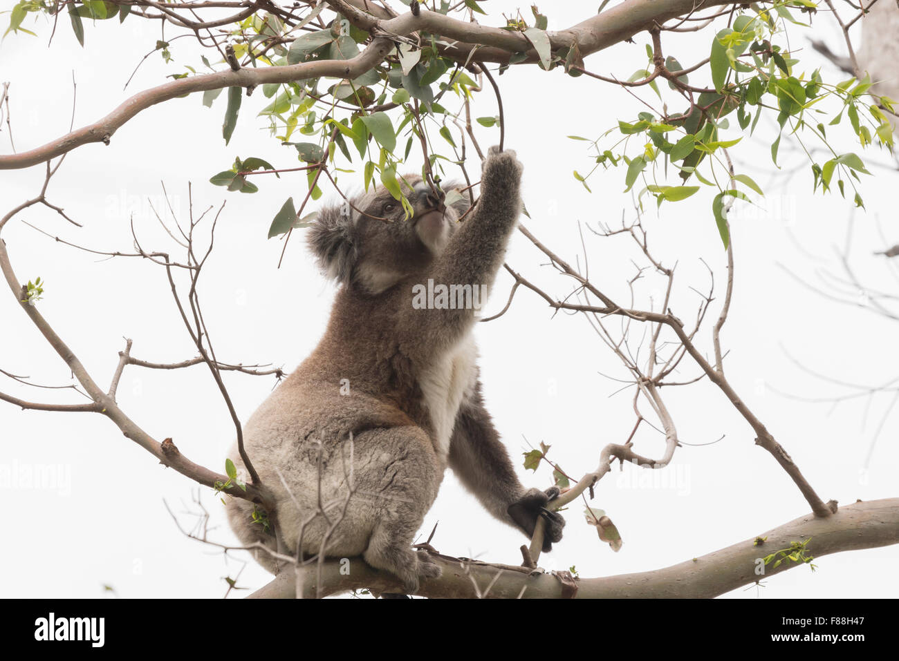 La cueillette des feuilles d'eucalyptus Koala à manger Banque D'Images