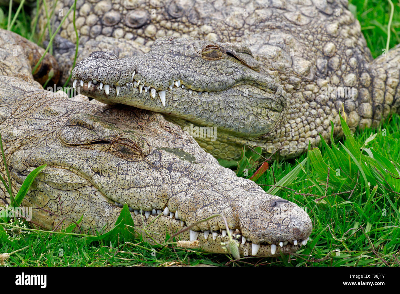 Les crocodiles du Nil (Crocodylus niloticus) à la maison de la faune Centre Giraffe sensibilisation,province de Western Cape, Afrique du Sud. Banque D'Images