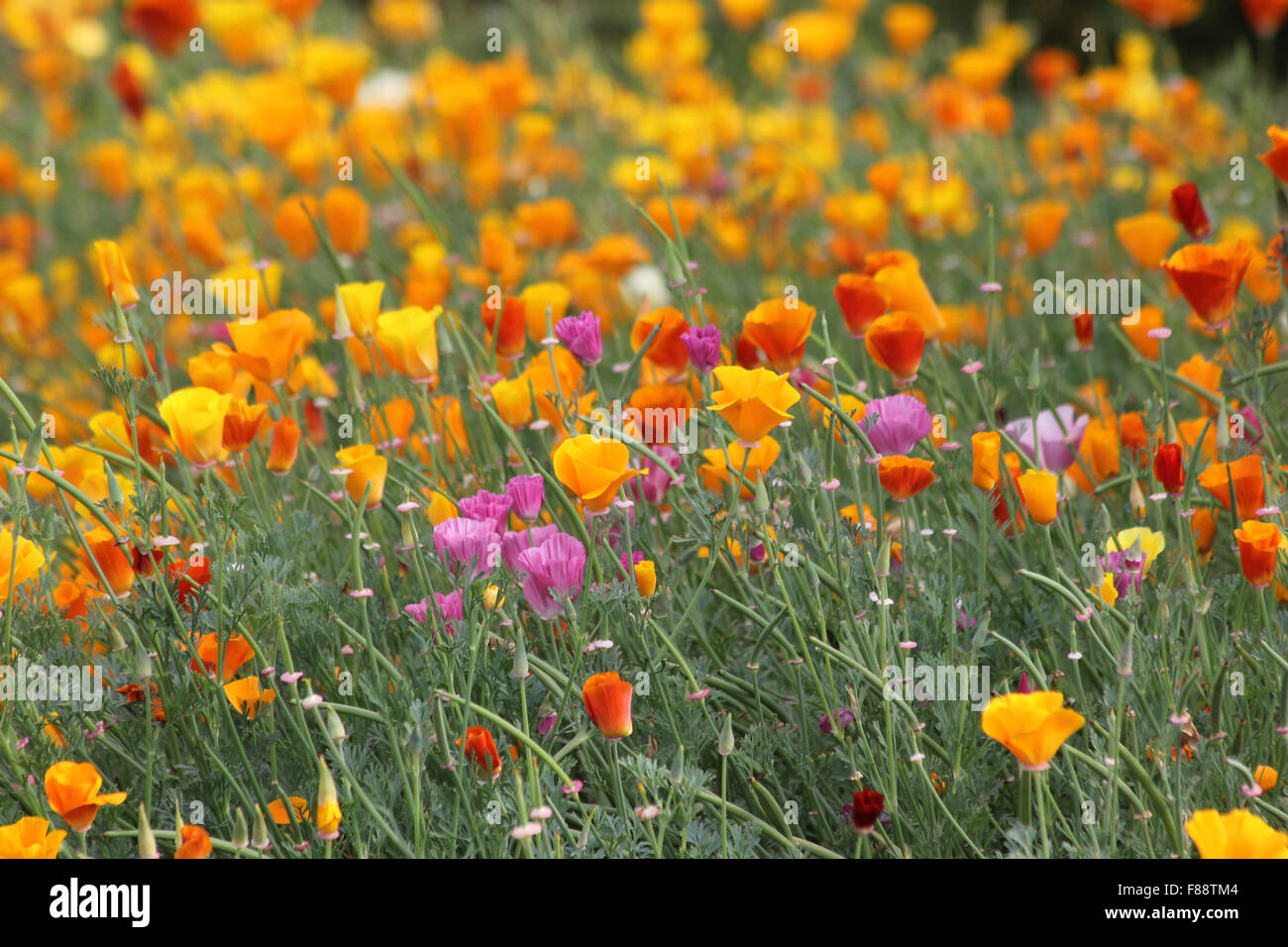 Le pavot de Californie multicolores (Eschscholzia californica) Banque D'Images